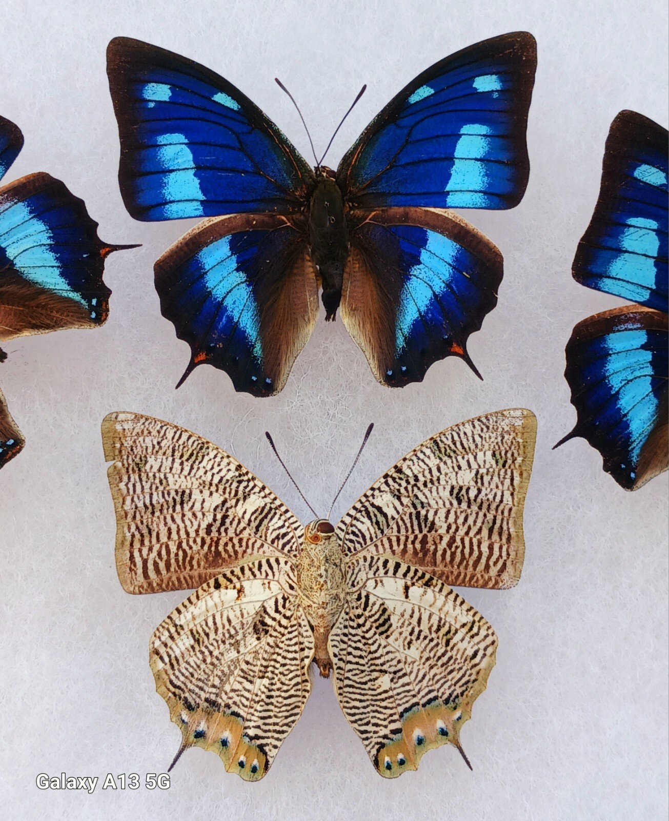 NYMPHALIDAE ANAEA CYANEA A1 BLUE & PURPLE AMAZING COLORS WINGS CLOSED LOT OF 5