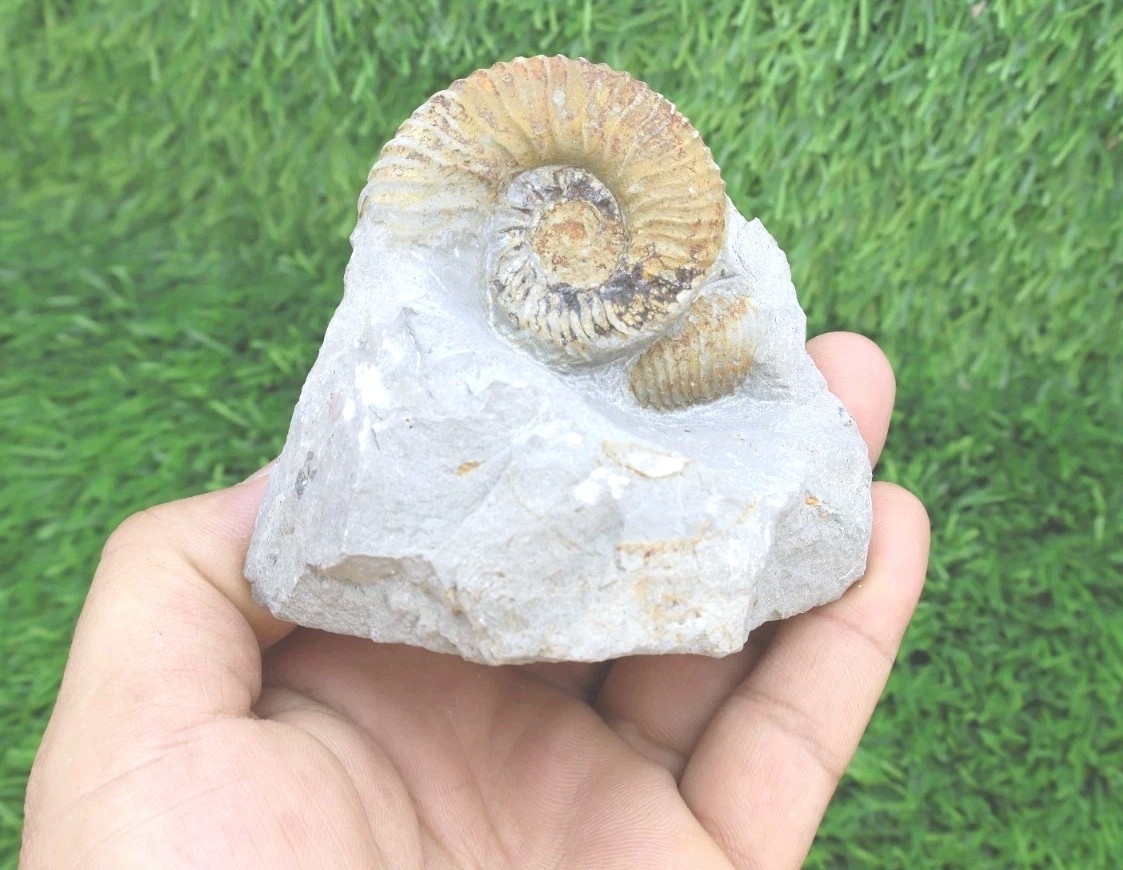 Authentic Olcostephanus Ammonite Fossil Early Cretaceous Marine Shell Fossil 