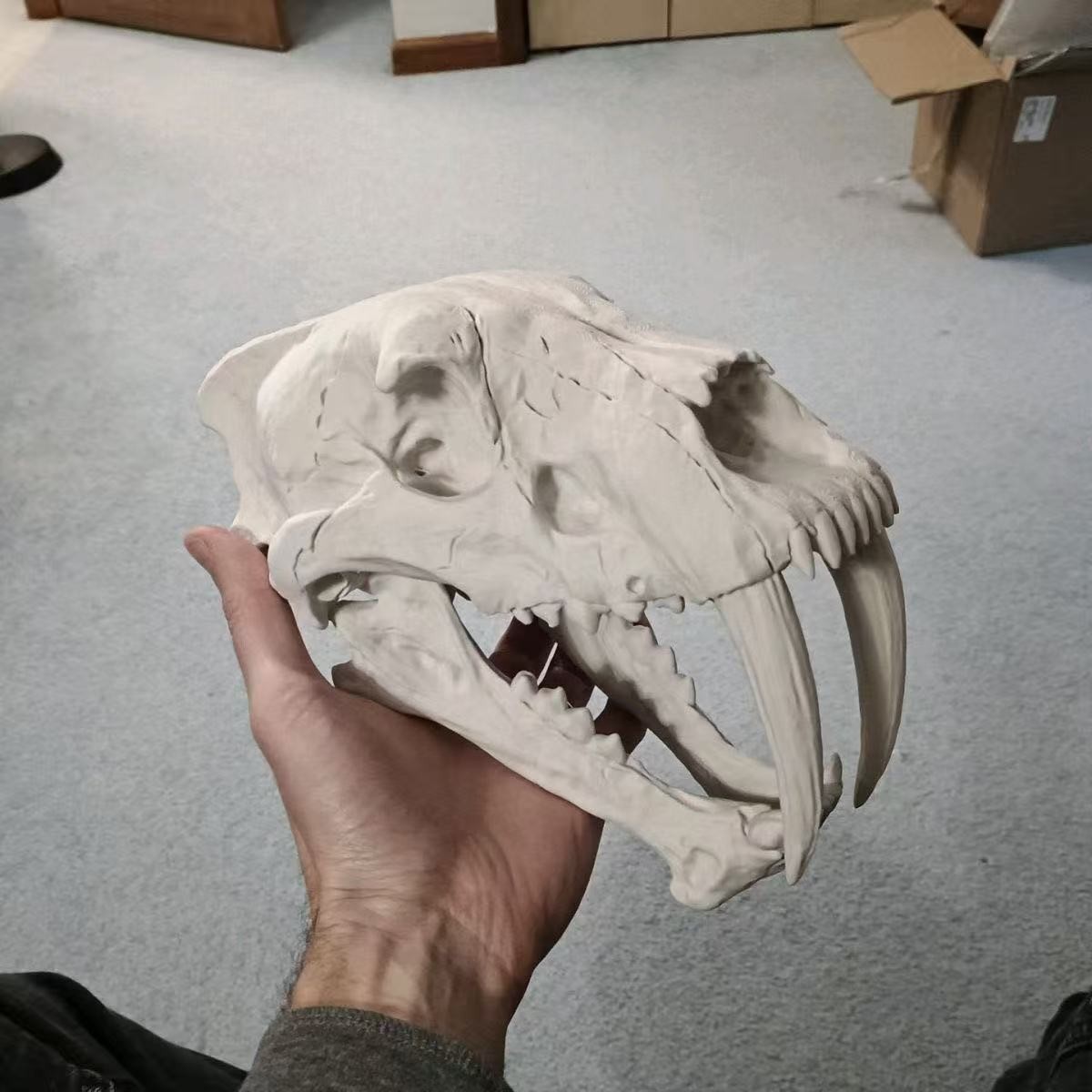 Saber-Toothed Tiger Skull 3D Print Model Cosplay Prop Fish Tank Decor Fossil Saber-Toothed Tiger Skull 3D Print Model Cosplay Prop Fish Tank Decor Fossil