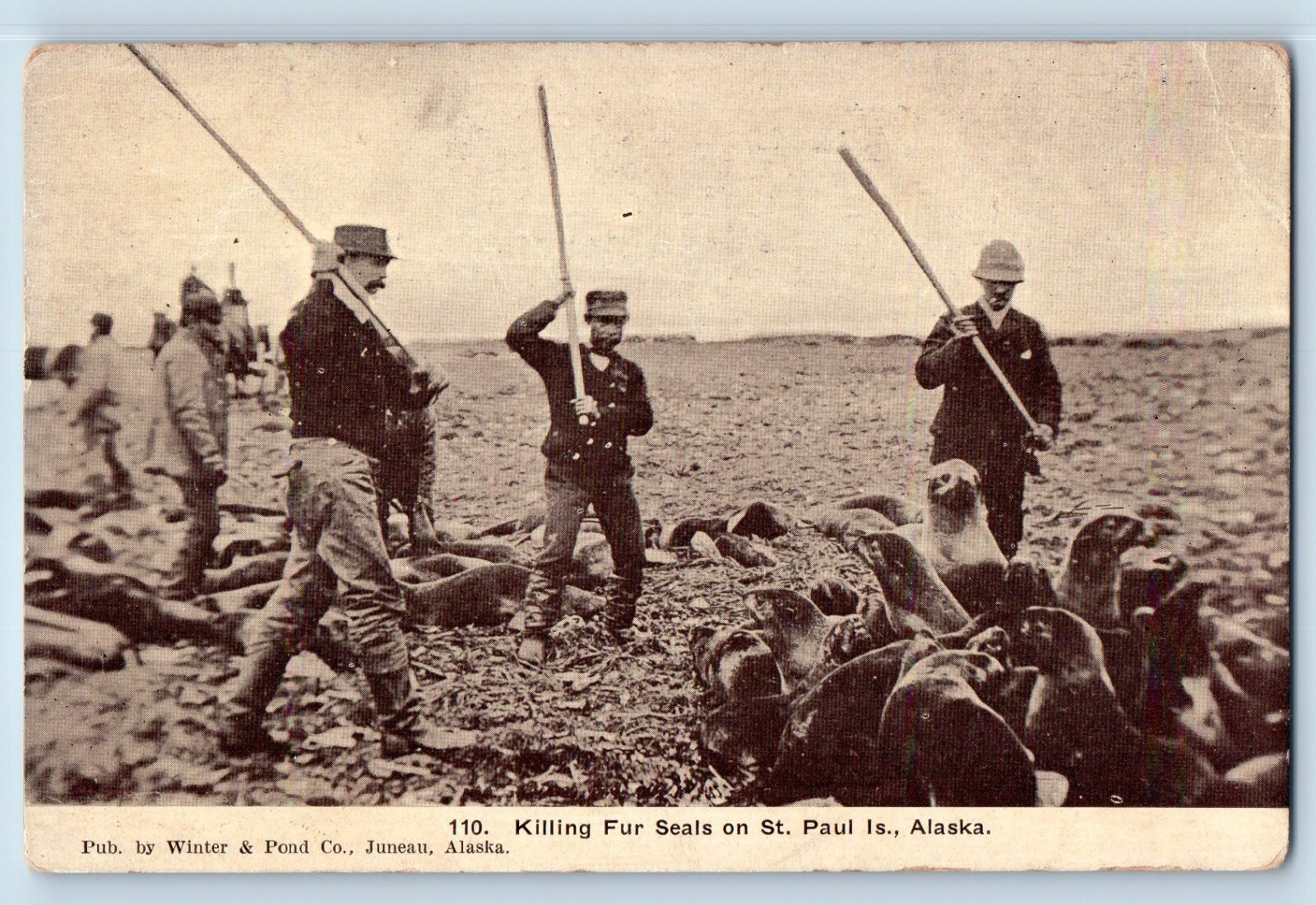 St. Paul Alaska AK Postcard Killing Fur Seals Men c1910's Unposted Antique