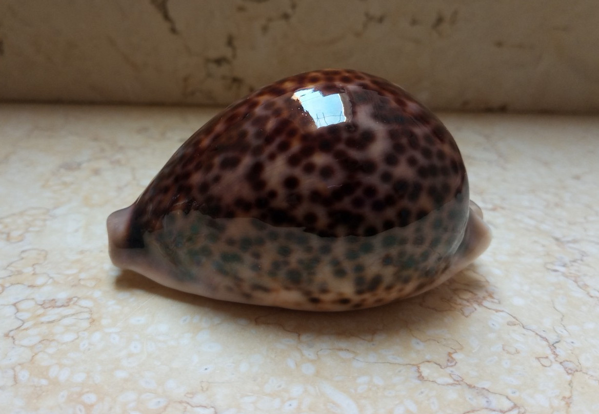 F cypraea pantherina HUGE SIZE 96.2 mm F++++F+++ specimen NICE red sea shell F cypraea pantherina HUGE SIZE 96.2 mm F++++F+++ specimen NICE red sea shell