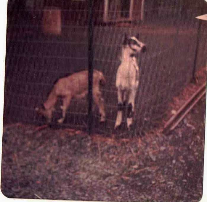 Old Vintage Photograph Goats At Knoebel's Park PA. 1974