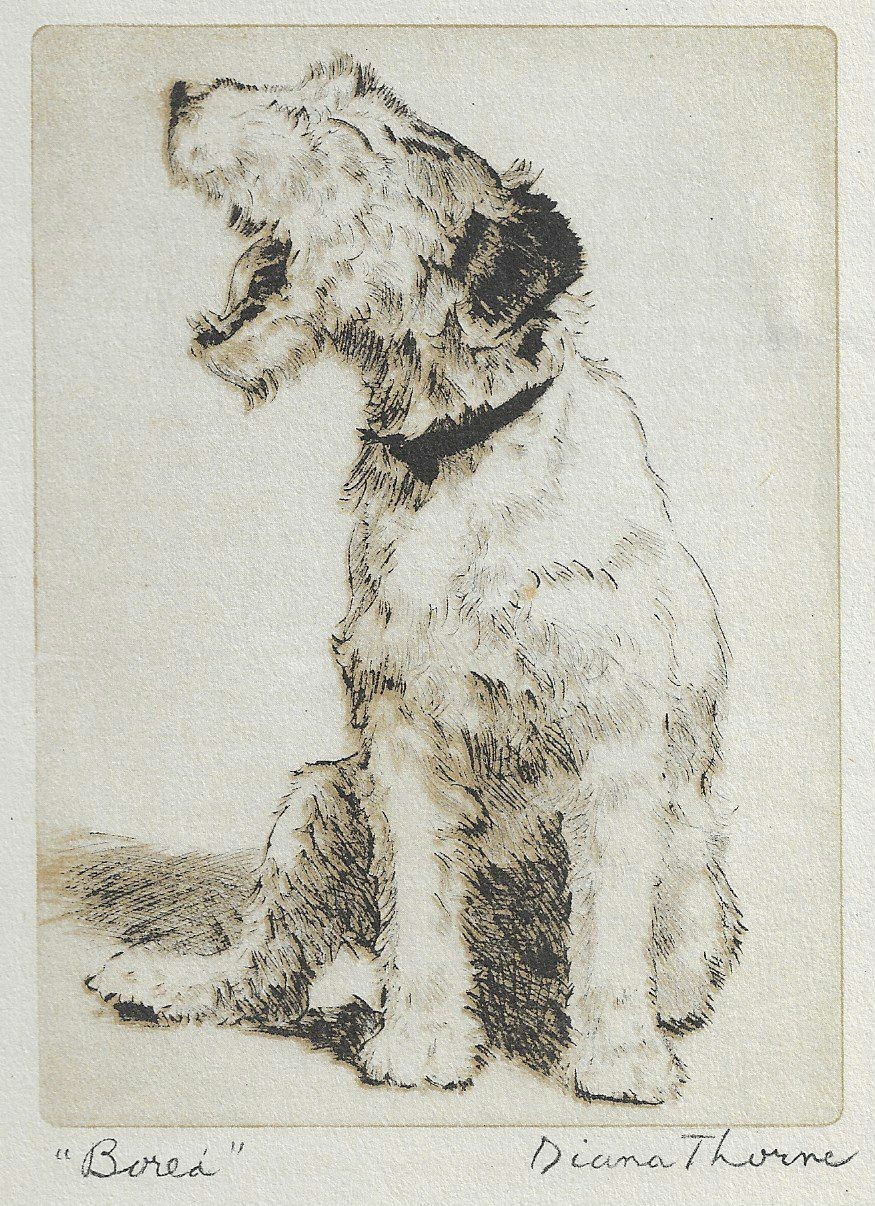 Wire Fox Terrier - CUSTOM MATTED - Vintage Dog Art Print - 1936 Diana Thorne