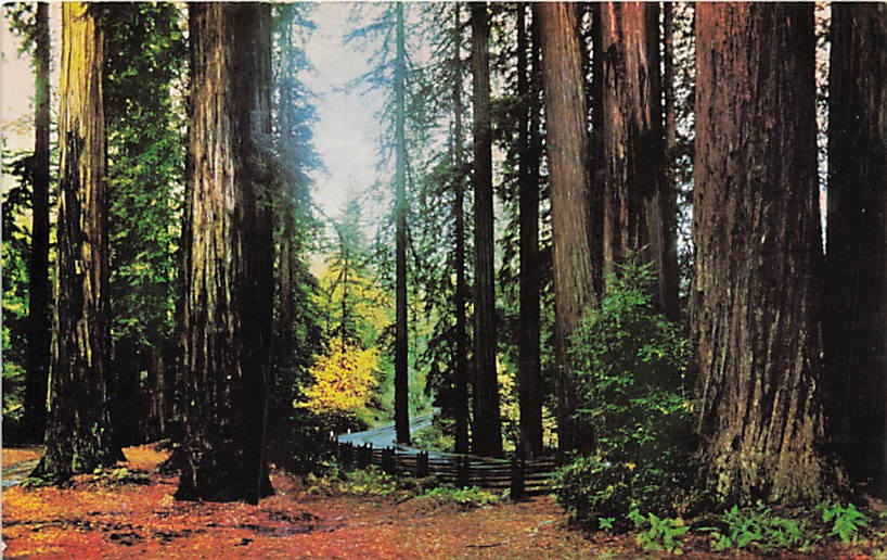 Postcard CA: Fall Leaves in the Redwoods, California Coast Postcard CA: Fall Leaves in the Redwoods, California Coast