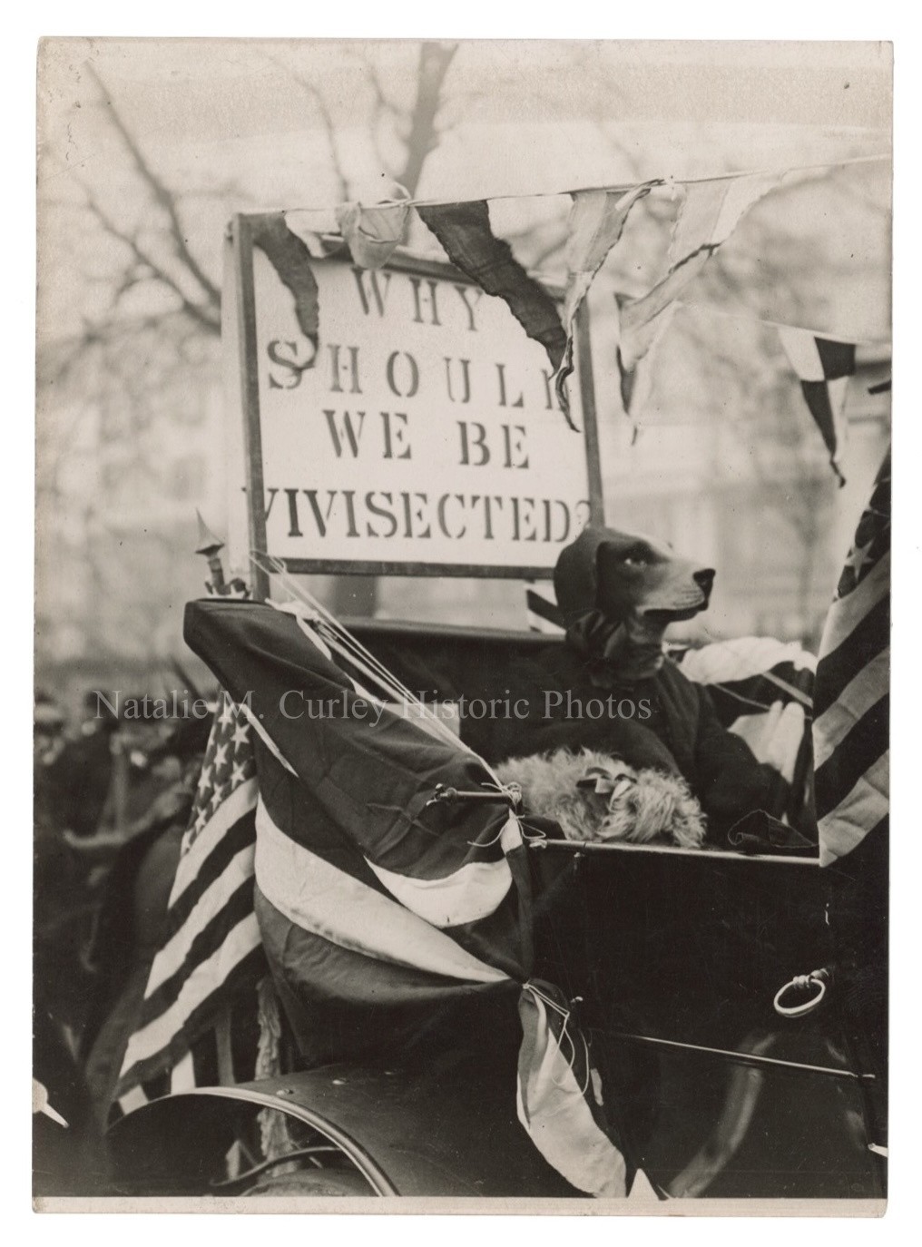 c1910 UK Animal Rights Brown Dog Statue Removal Protest & Laboratory Photos