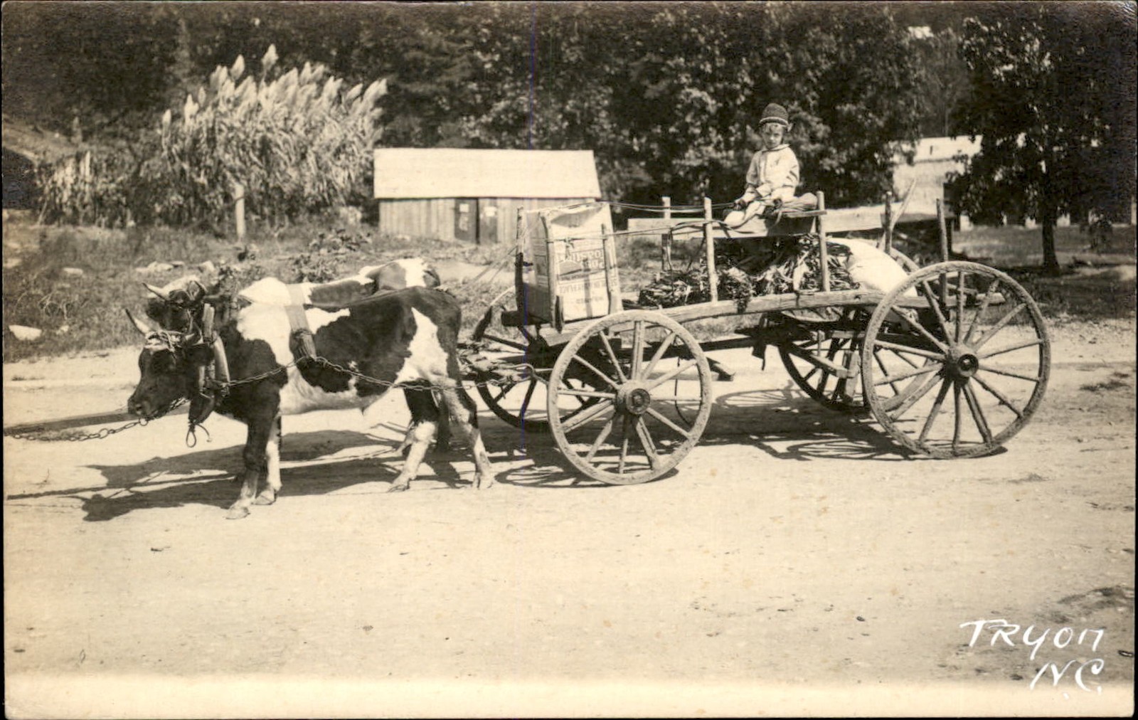 Tryon North Carolina NC Ox Cart c1910 Real Photo Vintage Postcard bhn