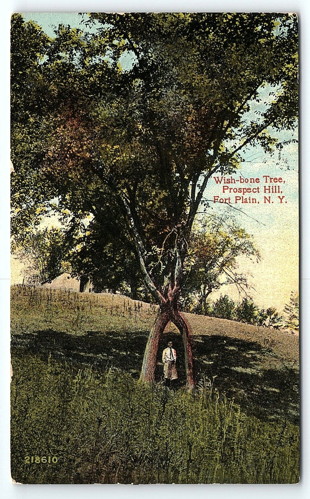 c1910 FORT PLAIN NEW YORK NY WISH-BONE TREE PROSPECT HILL EARLY POSTCARD P2587 c1910 FORT PLAIN NEW YORK NY WISH-BONE TREE PROSPECT HILL EARLY POSTCARD P2587