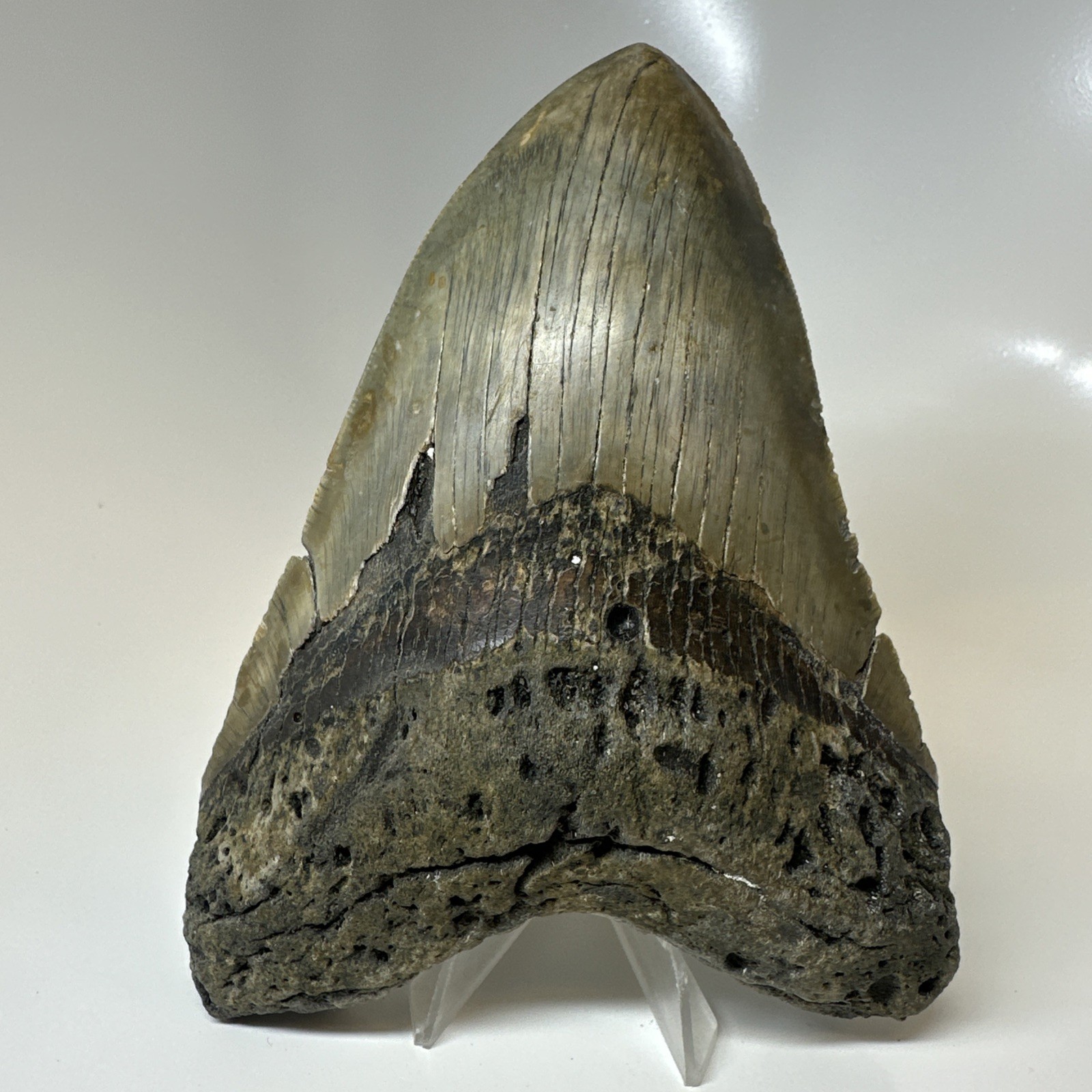 Megalodon Shark Tooth 5.79 Inch - Amazing - Authentic Fossil - Colorful 20383