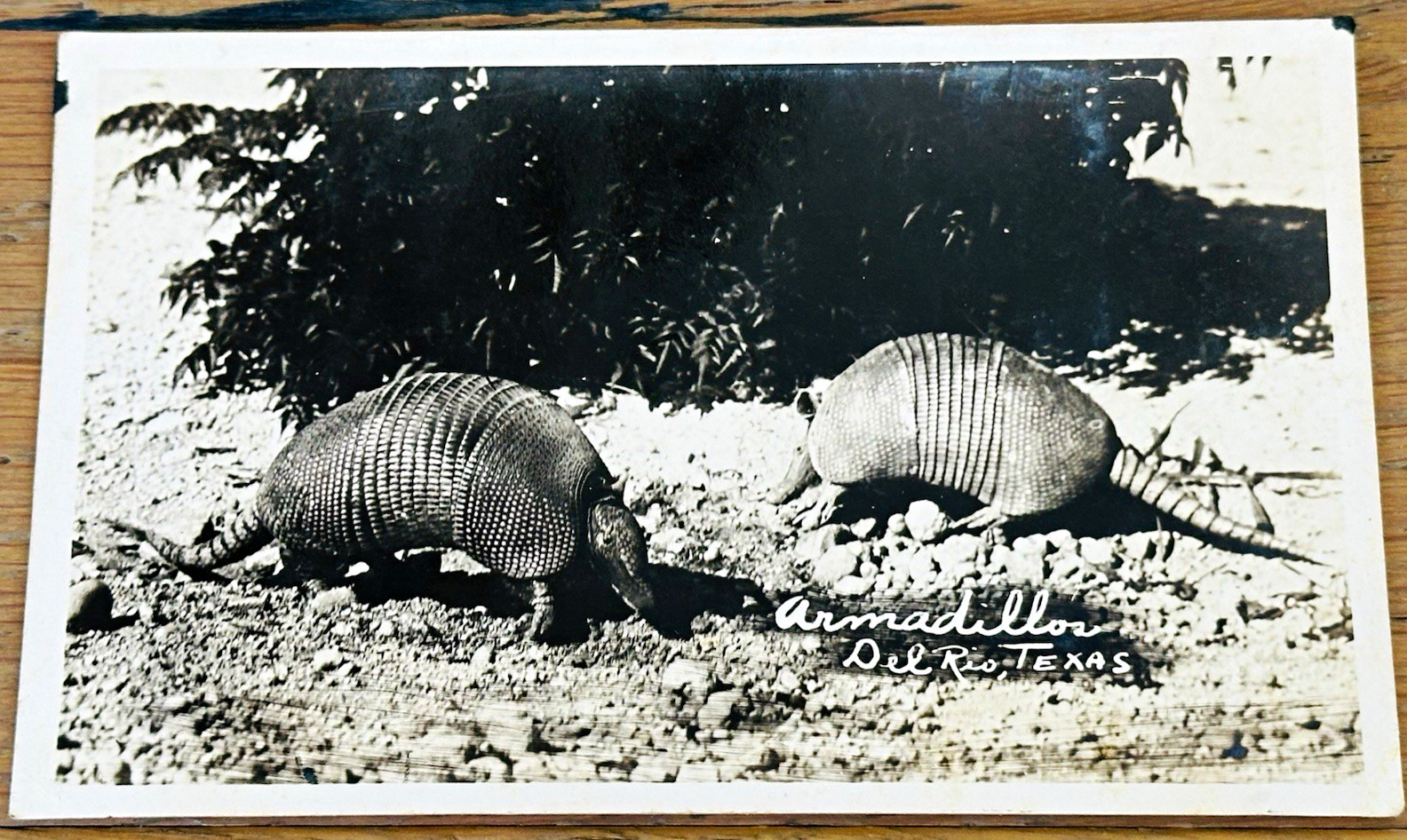 Vintage RPPC Armadillos Del Rio Texas EKC R. L. Warren Studio Photo Card 1940s Vintage RPPC Armadillos Del Rio Texas EKC R. L. Warren Studio Photo Card 1940s