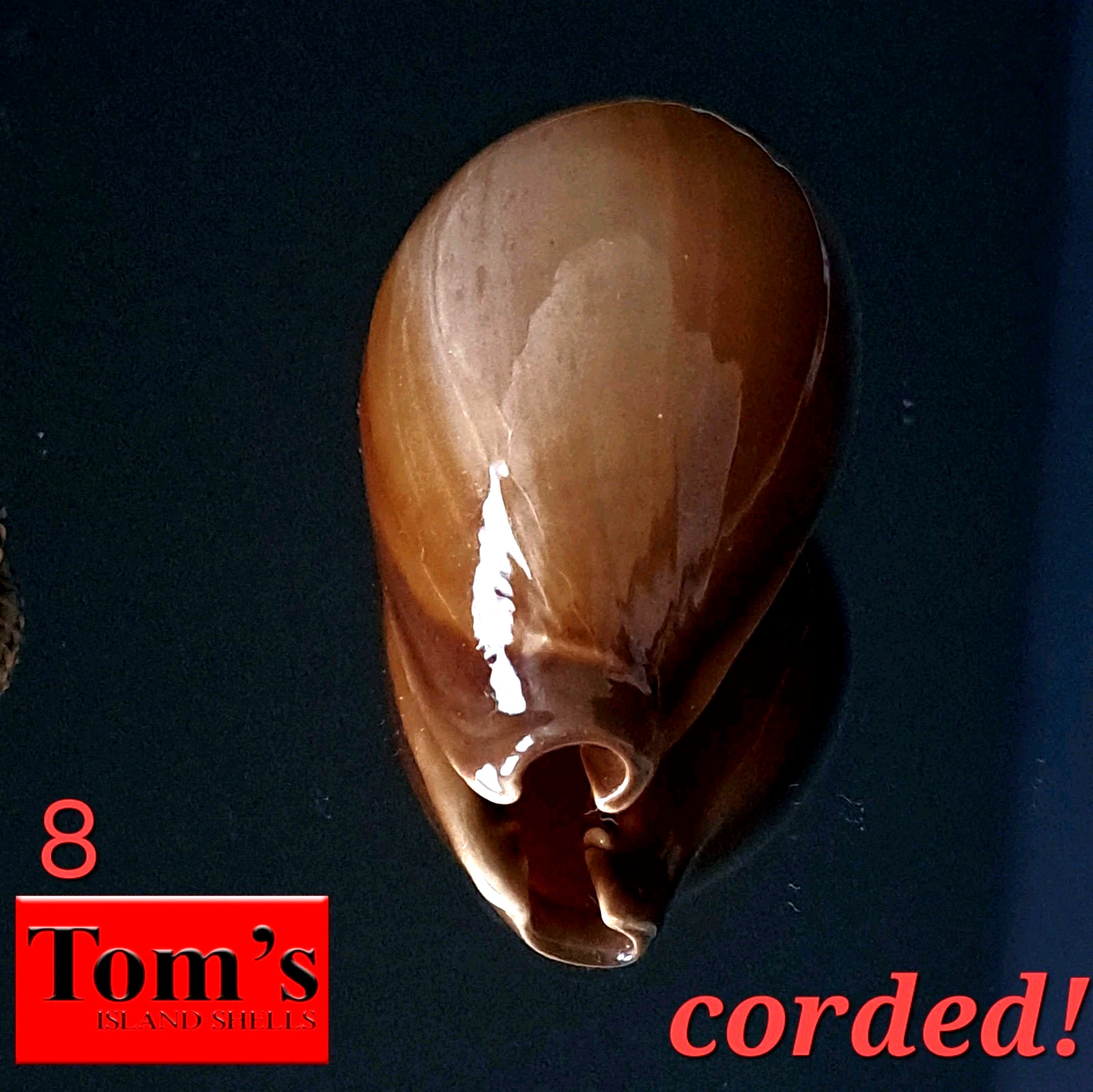 Cypraea adusta #8  47.5mm BIG CORDED BEAUTY from Zanzibar Island