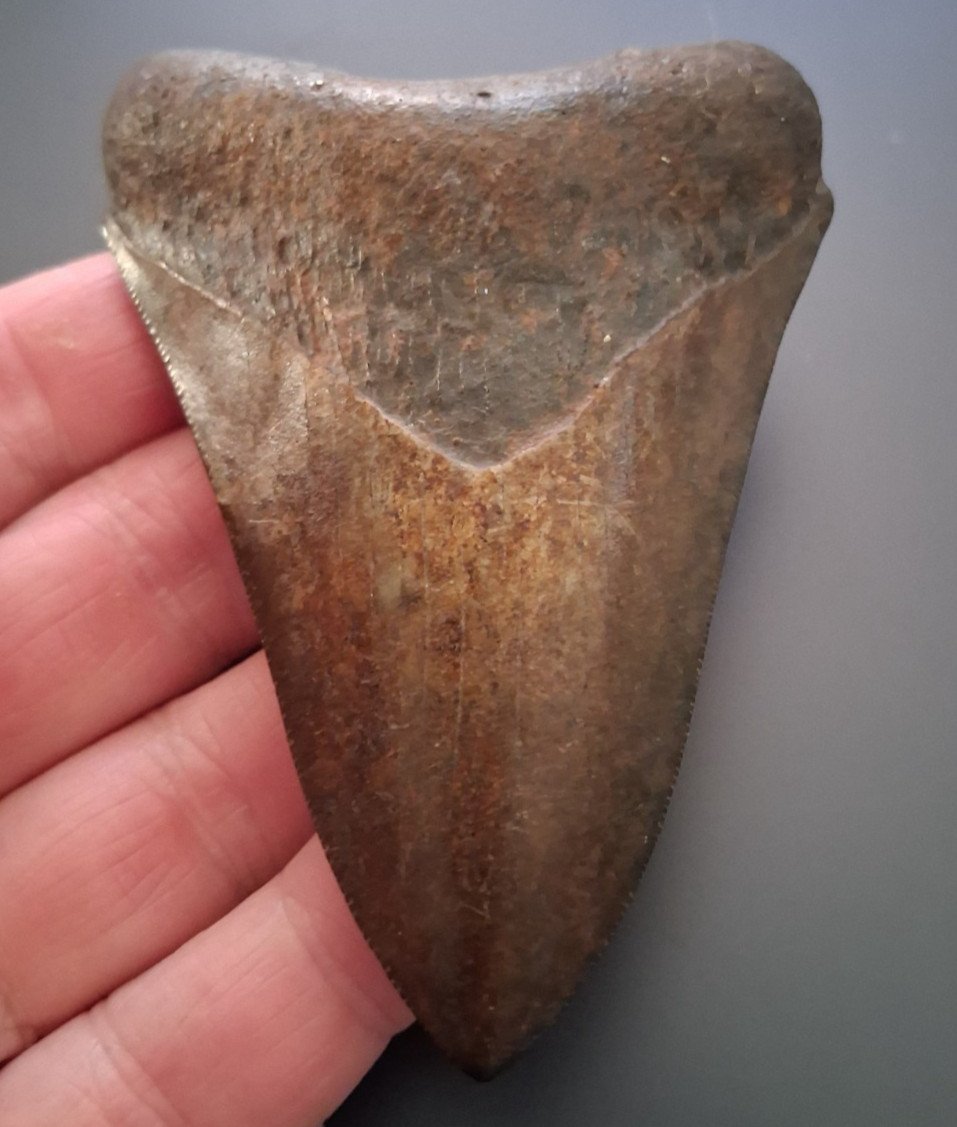 Red Megalodon Shark Tooth 3.82” Georgia Fossil - NO Restorations