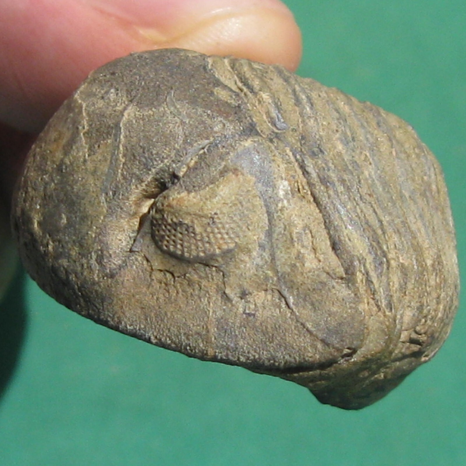 Trilobite, Vogesina lacunafera: Bolivia devonian rare trilobite fossil Trilobite, Vogesina lacunafera: Bolivia devonian rare trilobite fossil