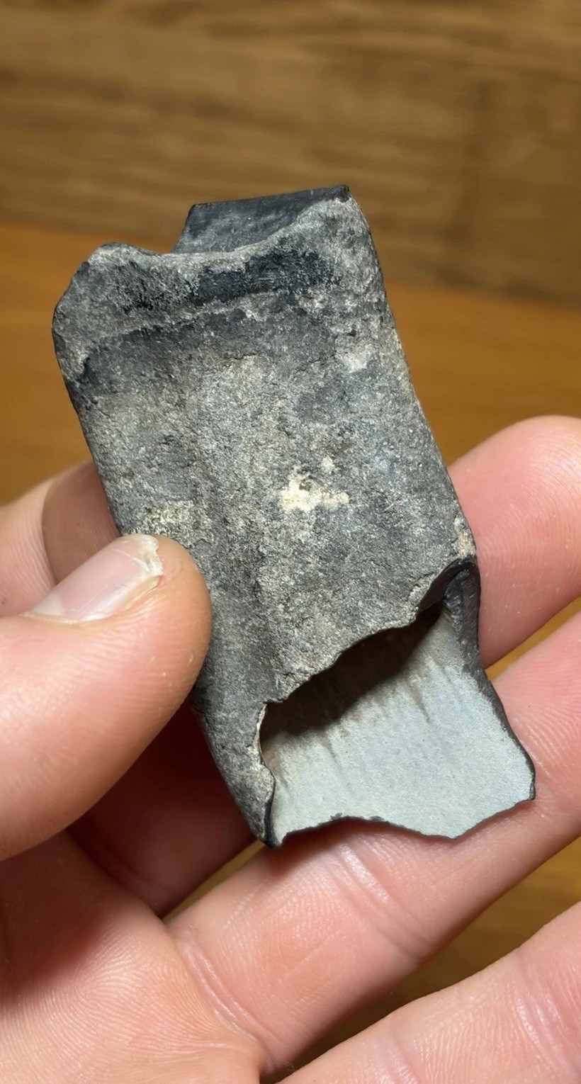 Giant Ground Sloth Tooth Paramylodon Extinct Florida Megafauna Fossil
