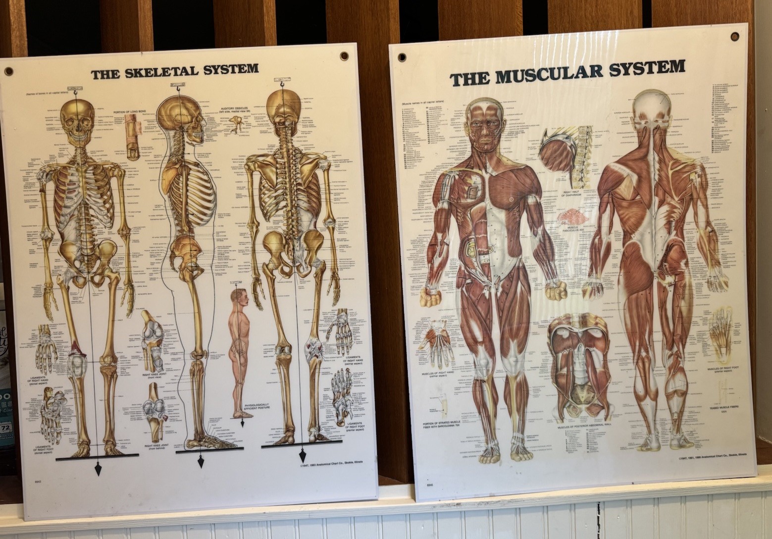 2 VTG 1986 26X20 Anatomical Charts Skeletal & Muscular System  Peter Bachin