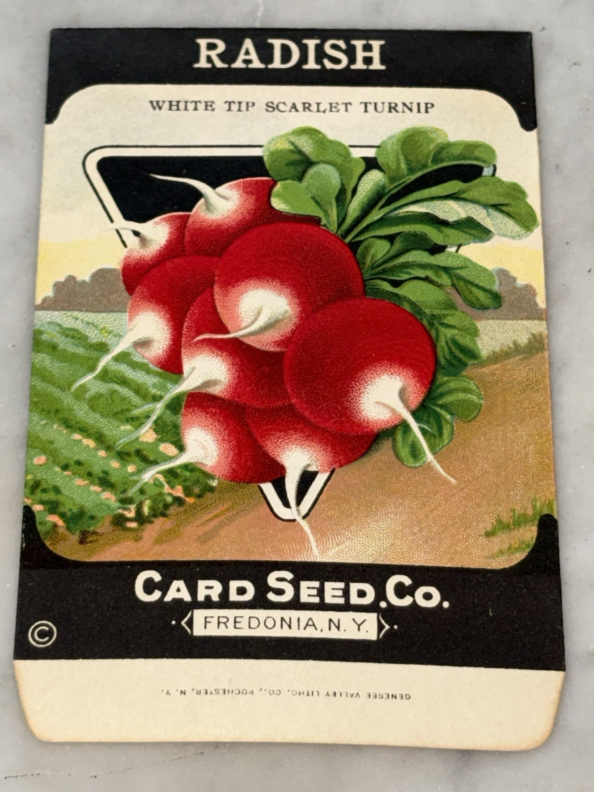 Vintage 1920s Card Seed Co. Red Radish Packet NOS Unused; Fredonia NY Vintage 1920s Card Seed Co. Red Radish Packet NOS Unused; Fredonia NY