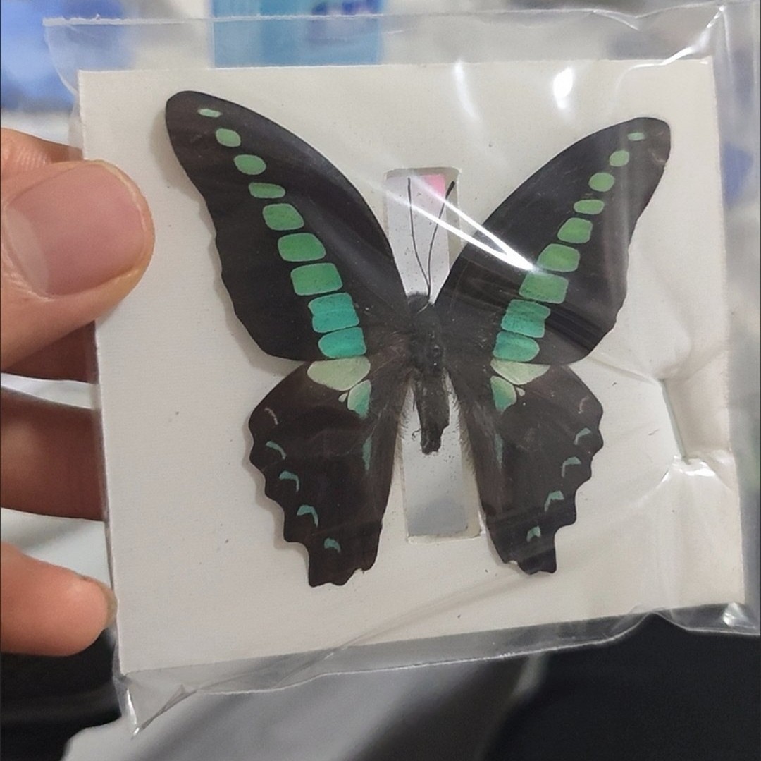 20 Real Blue Green Butterfly Specimens Spread Wings A1/A- Entomology DIY