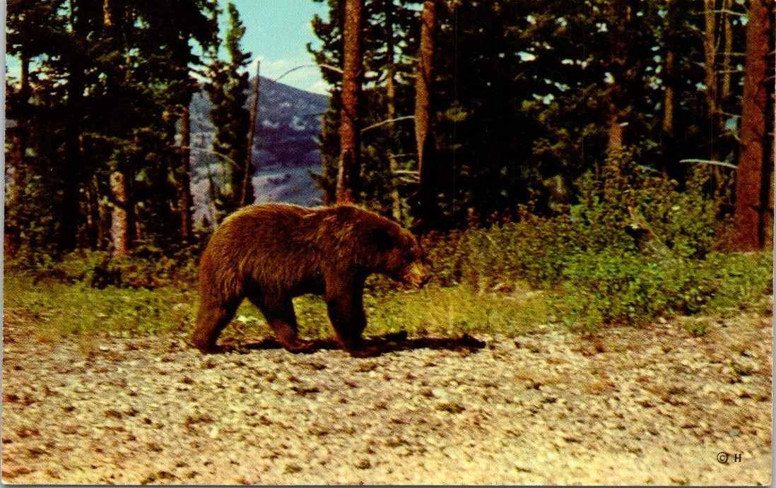 Brown Bear Yellowstone National Park Postcard