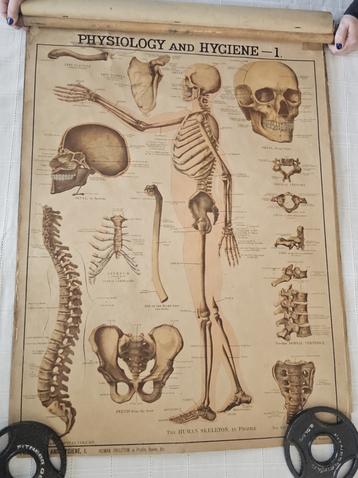 RARE Antique 1887 Ohio School Wall Chart Scroll Set – Anatomy, Reading & Civics 