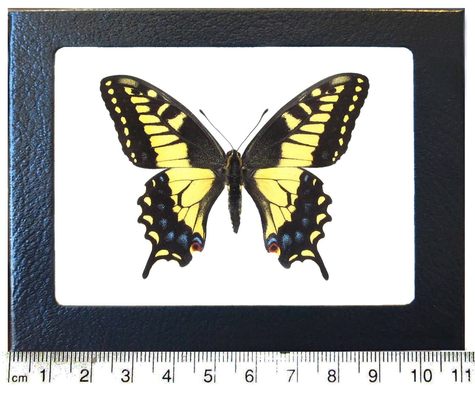 Papilio zelicaon anise swallowtail yellow black butterfly California framed