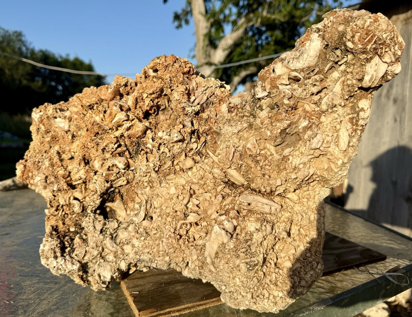 IMPRESSIVE* 41# Rudist Colony/Fossil Reef Rock~Crystalized Fossils~Rare Display IMPRESSIVE* 41# Rudist Colony/Fossil Reef Rock~Crystalized Fossils~Rare Display
