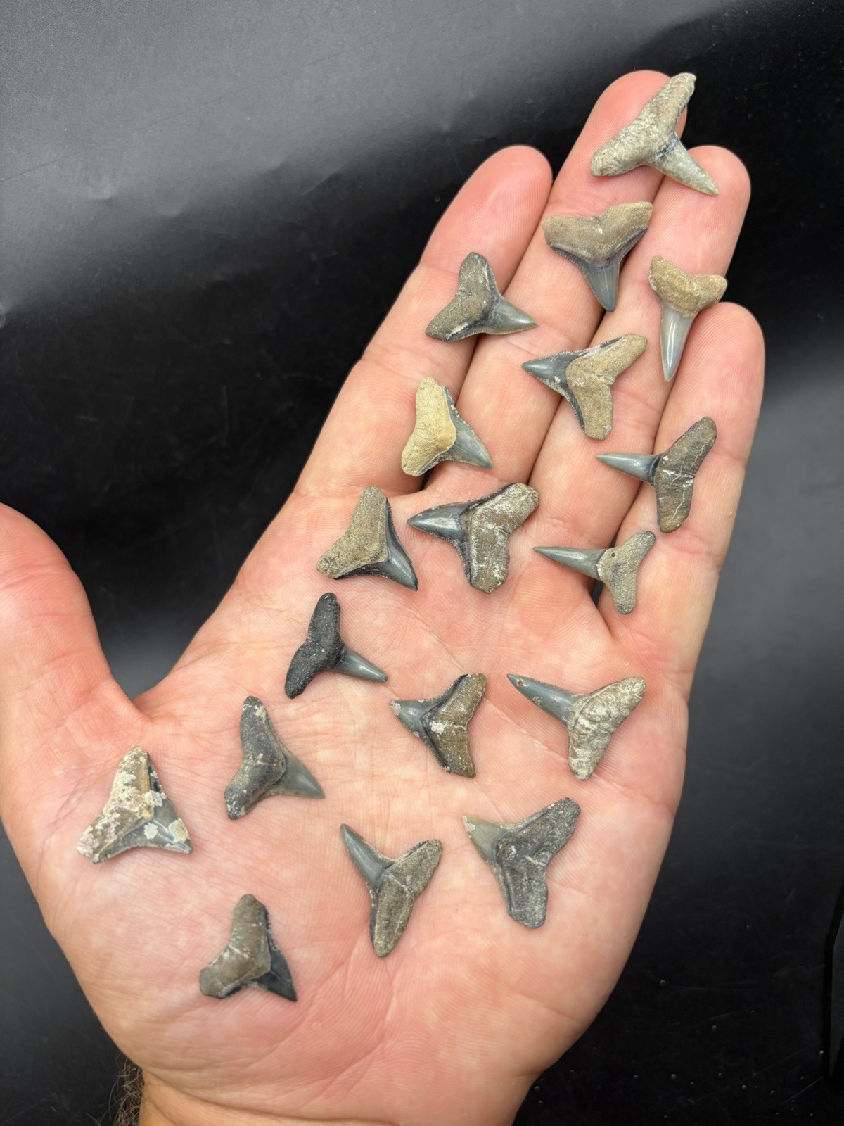 Handful Of Fossil Shark Teeth Venice Fl AS SHOWN
