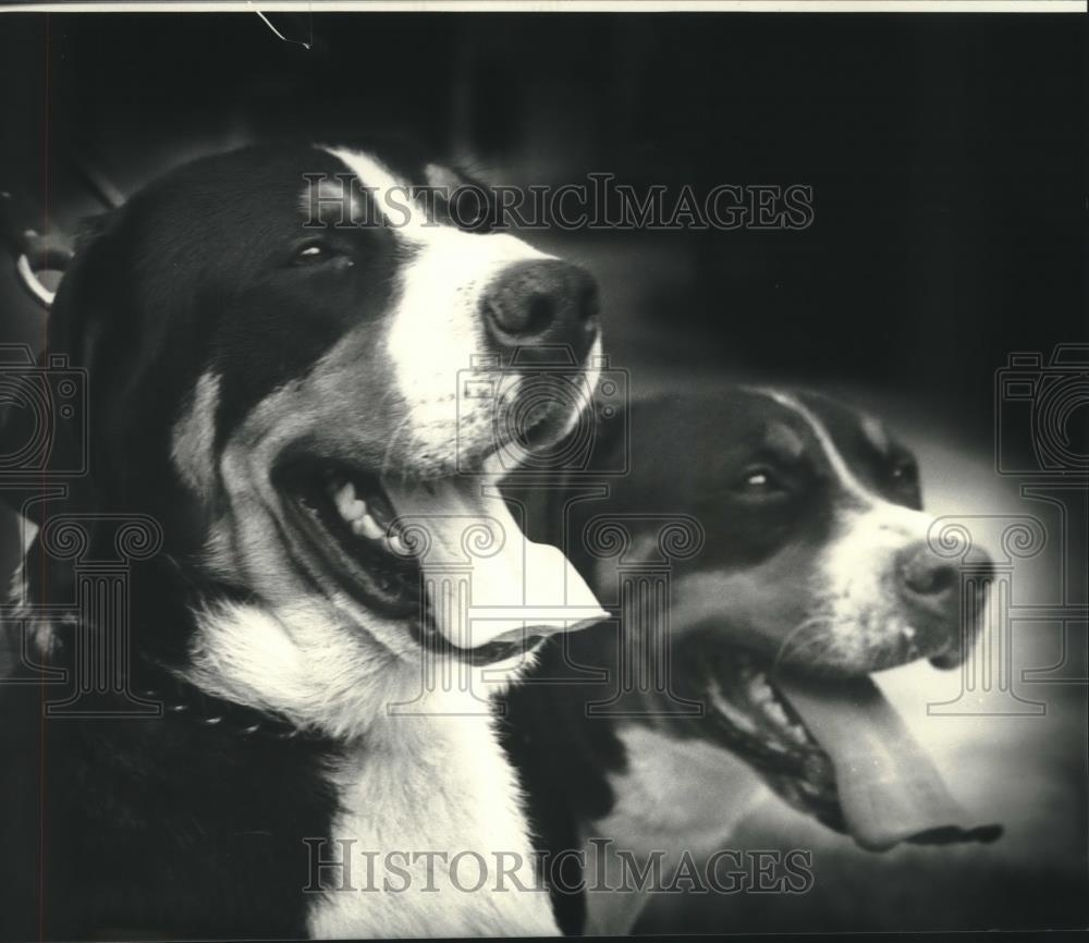 1983 Press Photo Two dogs pose smiling with tongues hanging out - nob01088