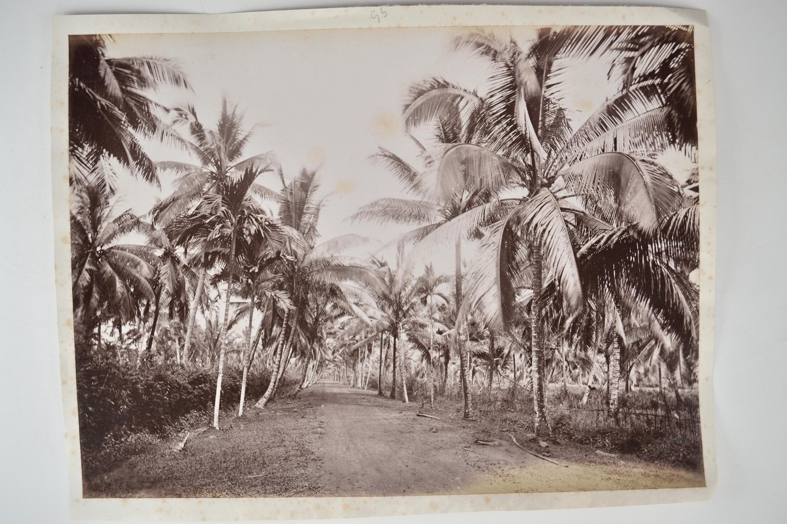 Palm Tree Avenue Dirt Road Plantation Singapore Lambert c1890s VTG Photo
