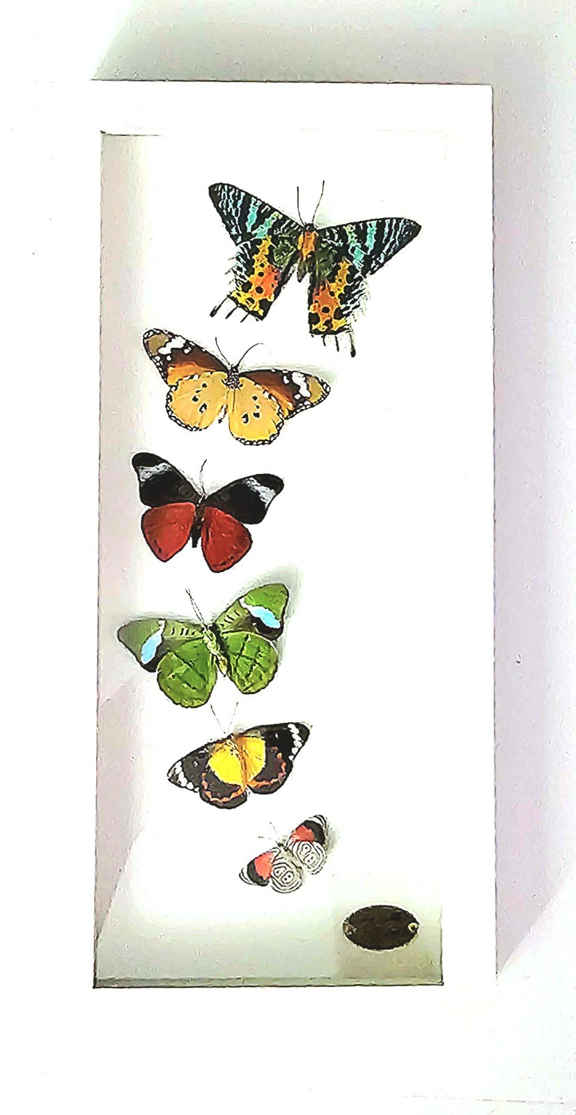 Beauty, Artist Framed Real Butterfly/Moth Specimen Display glass shadow box. 