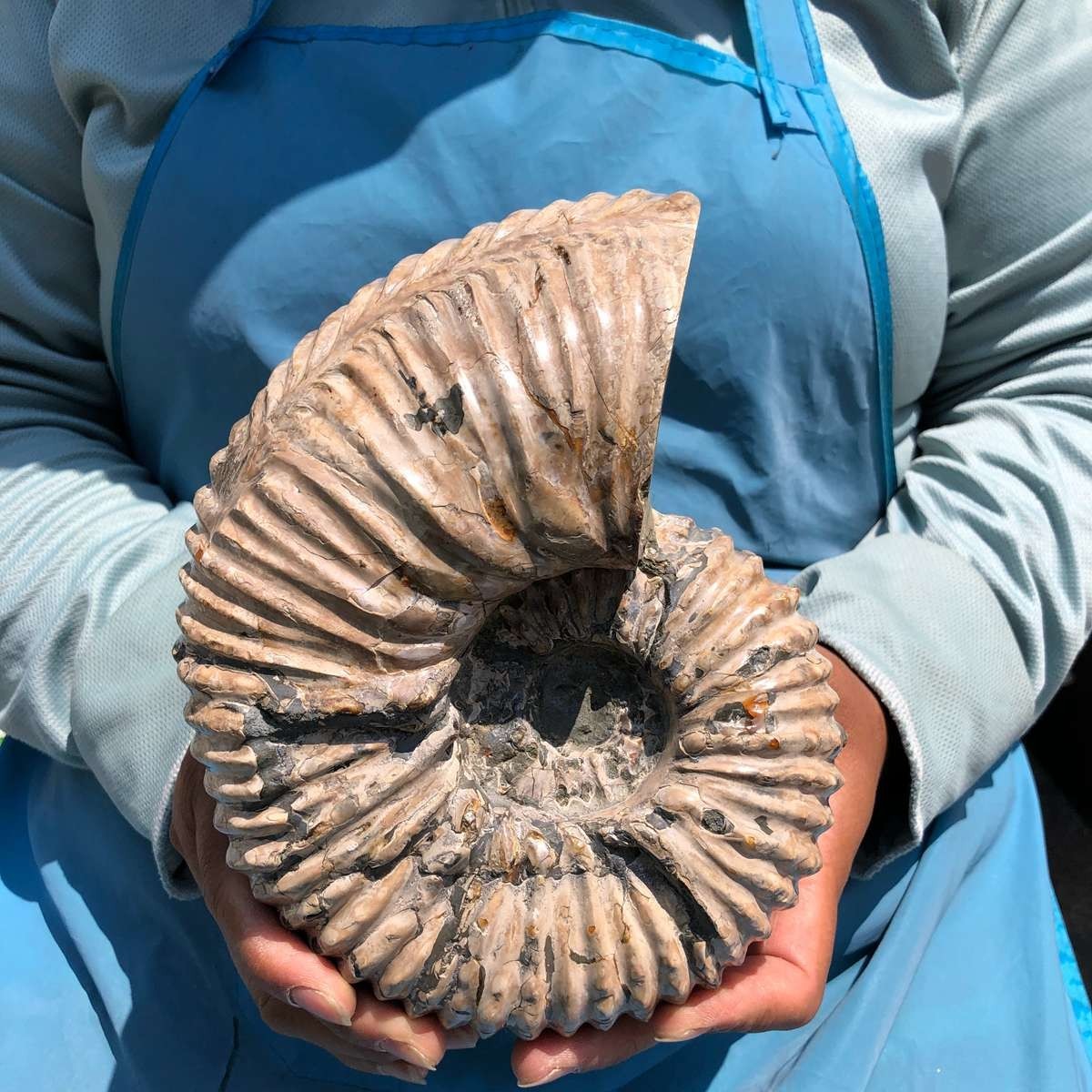 6.84LB Natural Polished Ammonite Fossil with Suture Detail healing