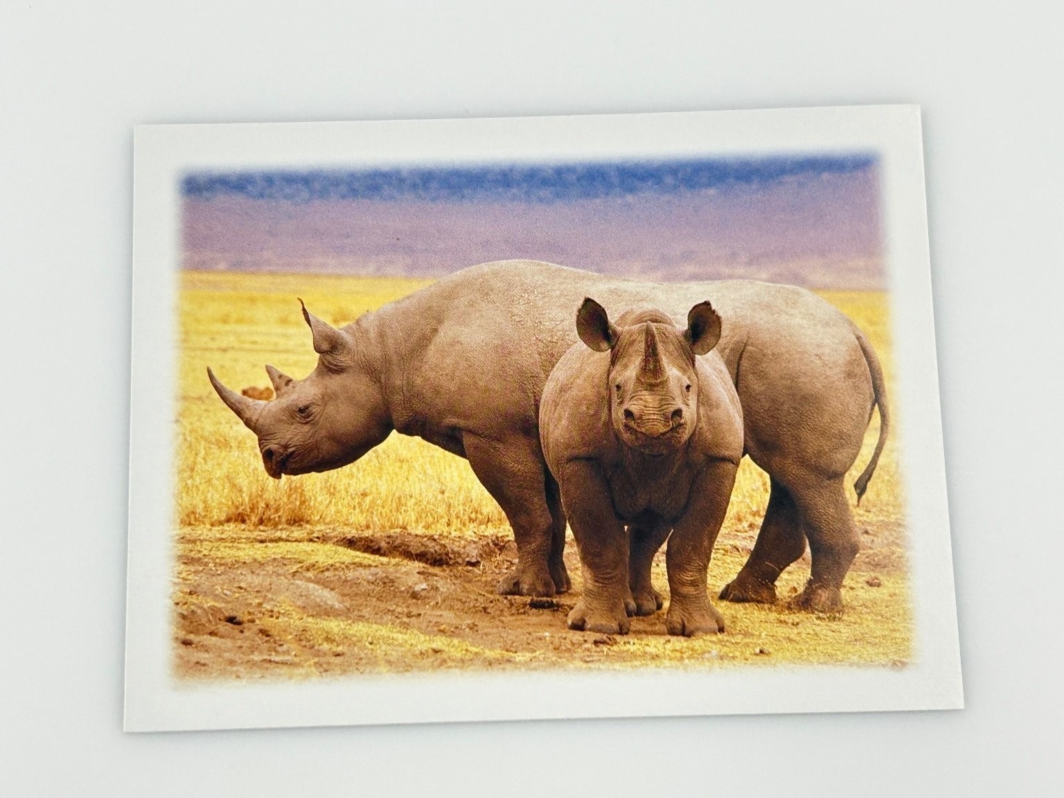 Vintage WWF Black Rhinoceros & Calf Postcard Wildlife Conservation Photo Vintage WWF Black Rhinoceros & Calf Postcard Wildlife Conservation Photo