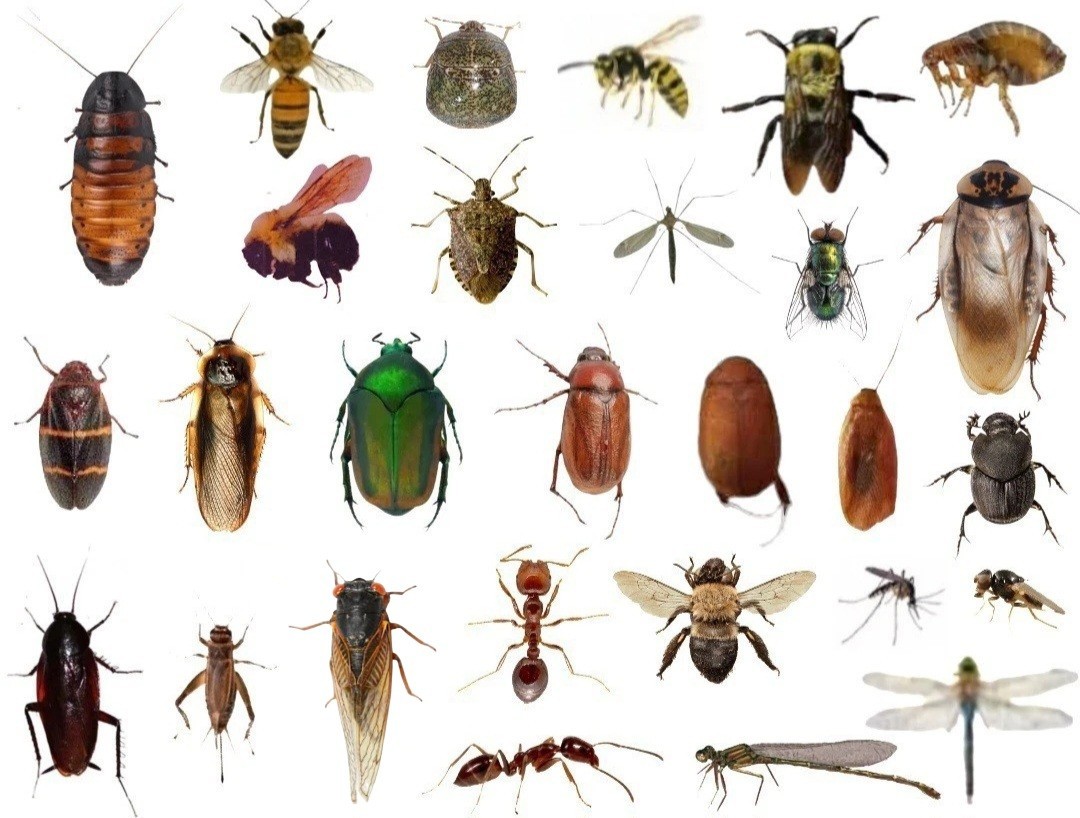 25+ Dead BUGS Preserved In Alcohol For Pinning 25+ Dead BUGS Preserved In Alcohol For Pinning