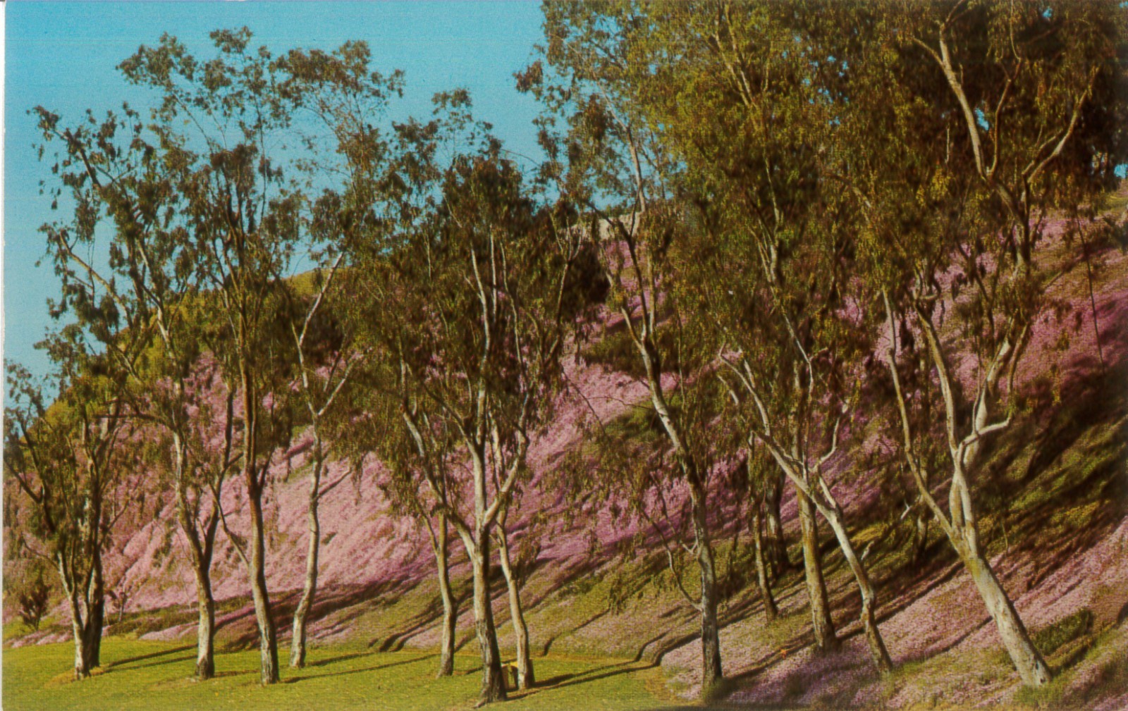 Vintage Postcard San Pedro California Leland Park Hillside Geo E. Watson