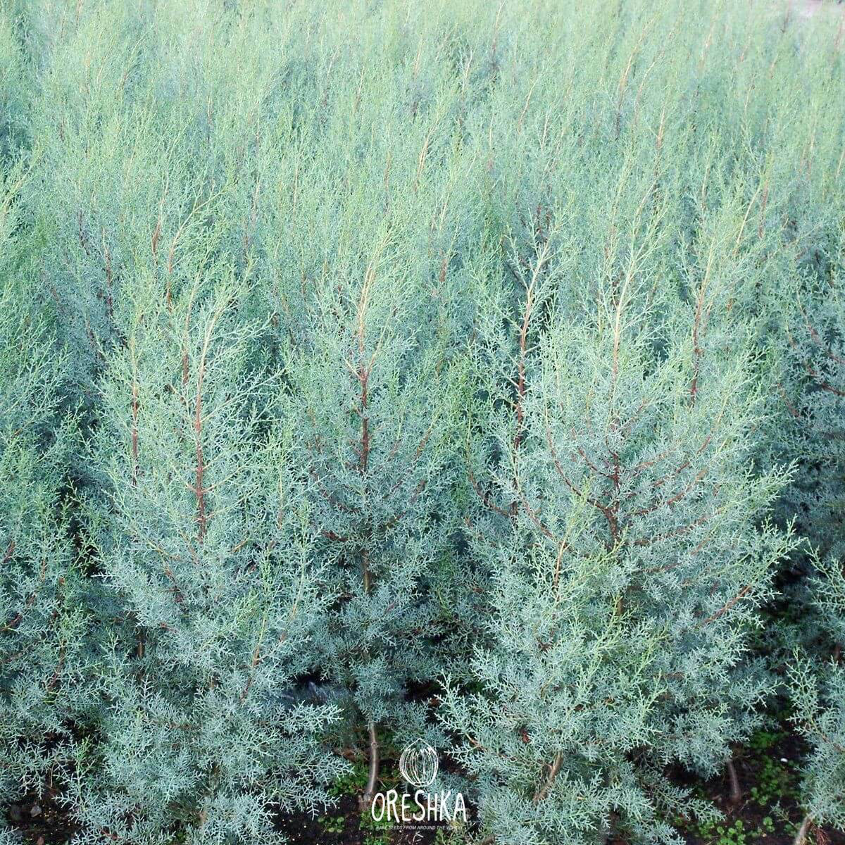 Arizona Cypress 30 PCS fresh seeds. Cupressus arizonica