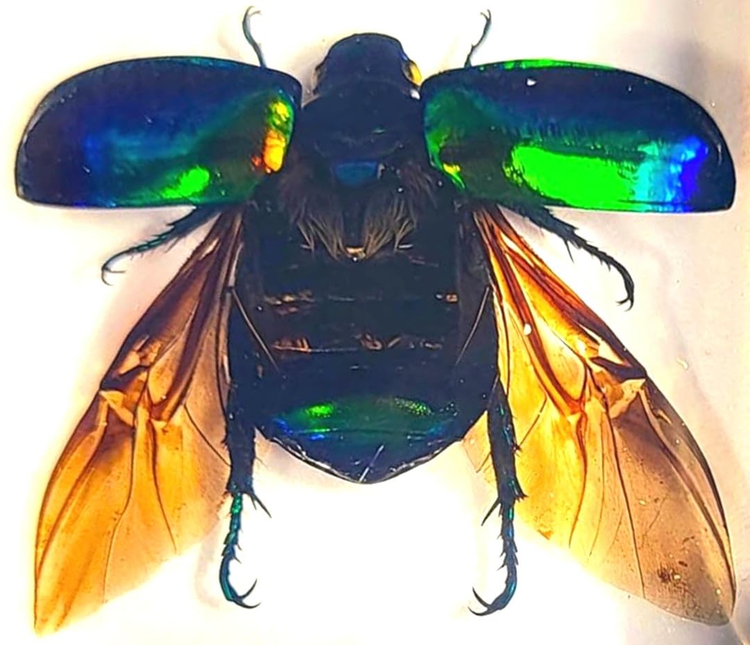 38mm Real Green Chafer Beetle w/Open Wings in Crystal Clear Lucite Resin Craf... 38mm Real Green Chafer Beetle w/Open Wings in Crystal Clear Lucite Resin Craf...