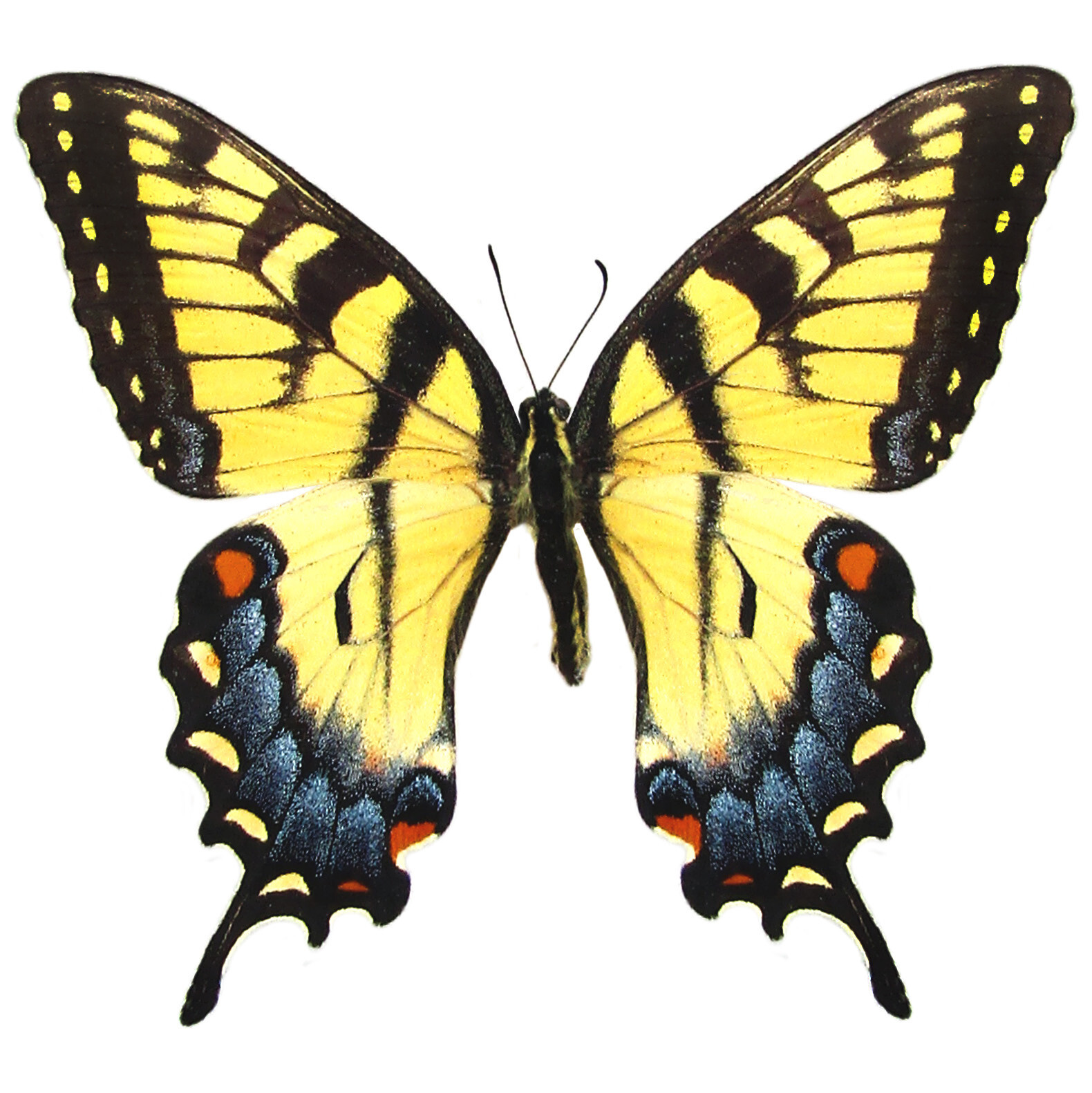Papilio glaucus FEMALE yellow black striped swallowtail Indiana UNMOUNTED Papilio glaucus FEMALE yellow black striped swallowtail Indiana UNMOUNTED