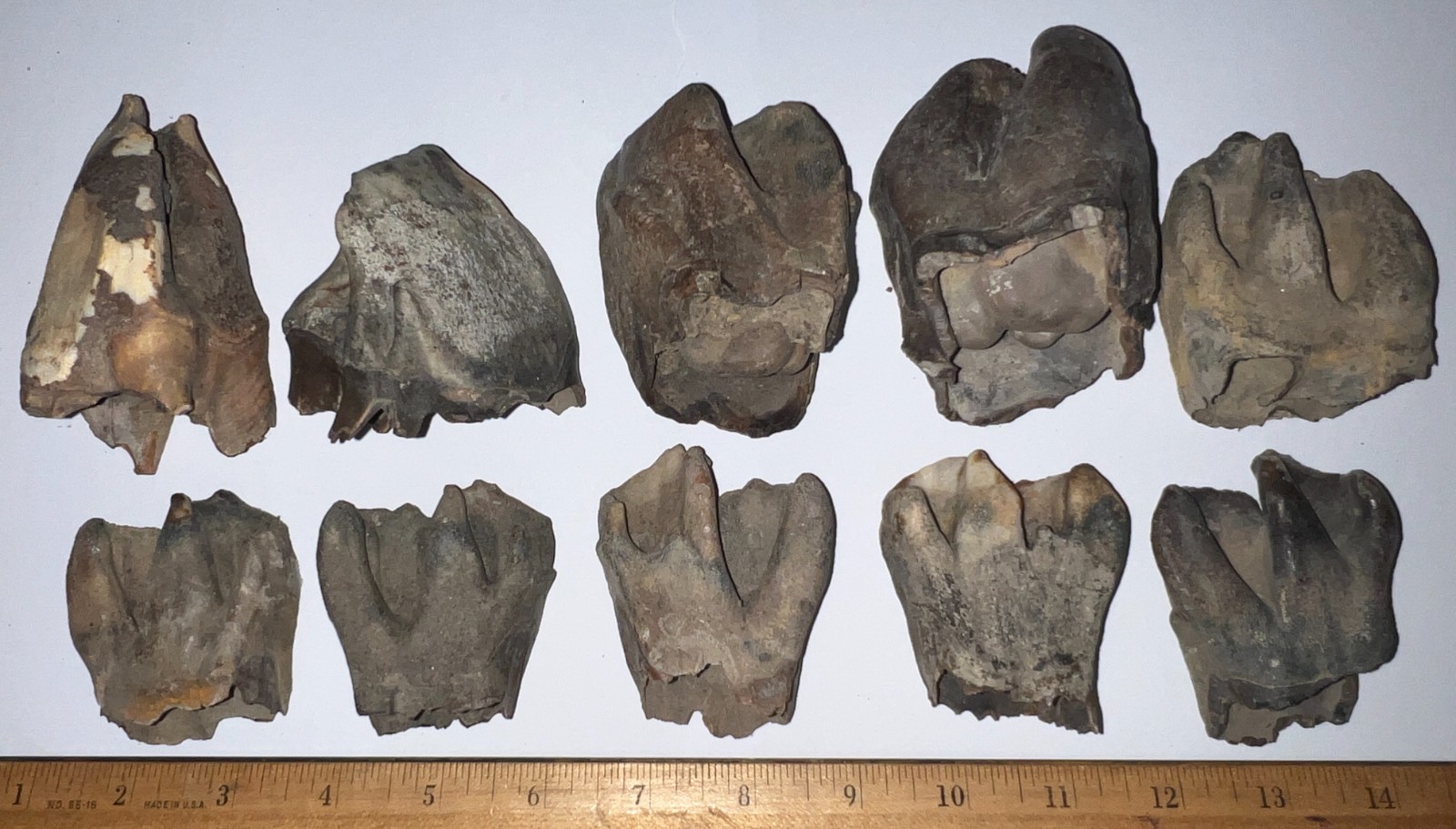 BARGAIN Ice Age Fossil COELODONTA Molar Tooth Lot of 10 3.58 to 2.36 IN