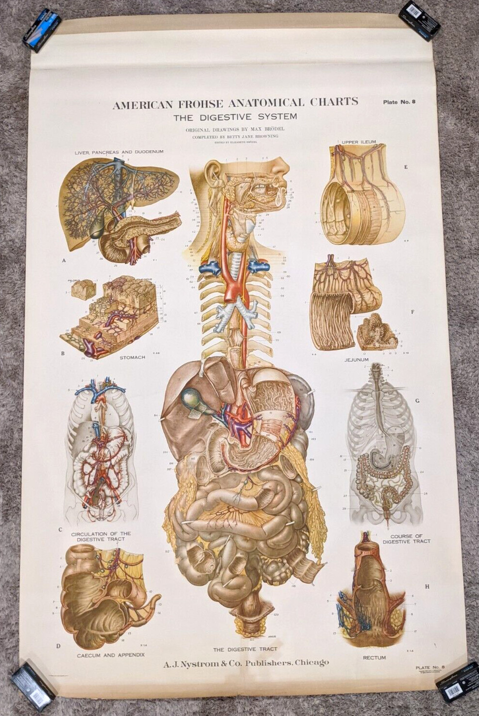 Vtg 1947 American Frohse Max Brodel Digestive System Anatomical Chart Poster