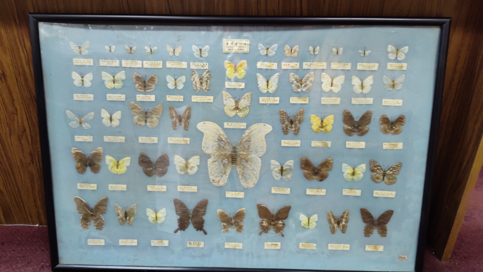 LARGE Antique Vintage Taiwan Framed Real Butterfly Art Collection - 50 Species LARGE Antique Vintage Taiwan Framed Real Butterfly Art Collection - 50 Species