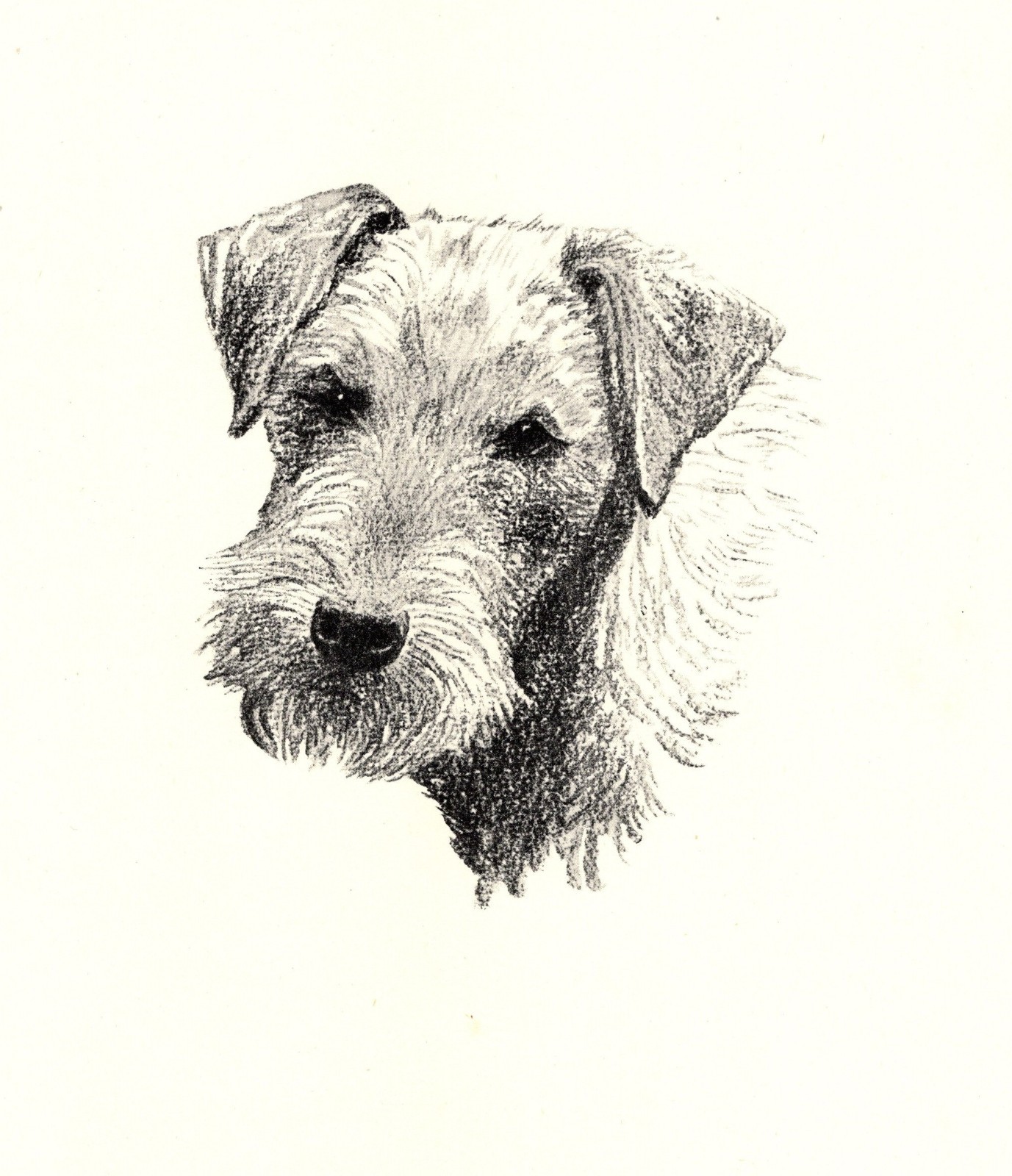Antique Lakeland Terrier Print 1935 Wardle Lakeland Art Illustration cfw 7081j