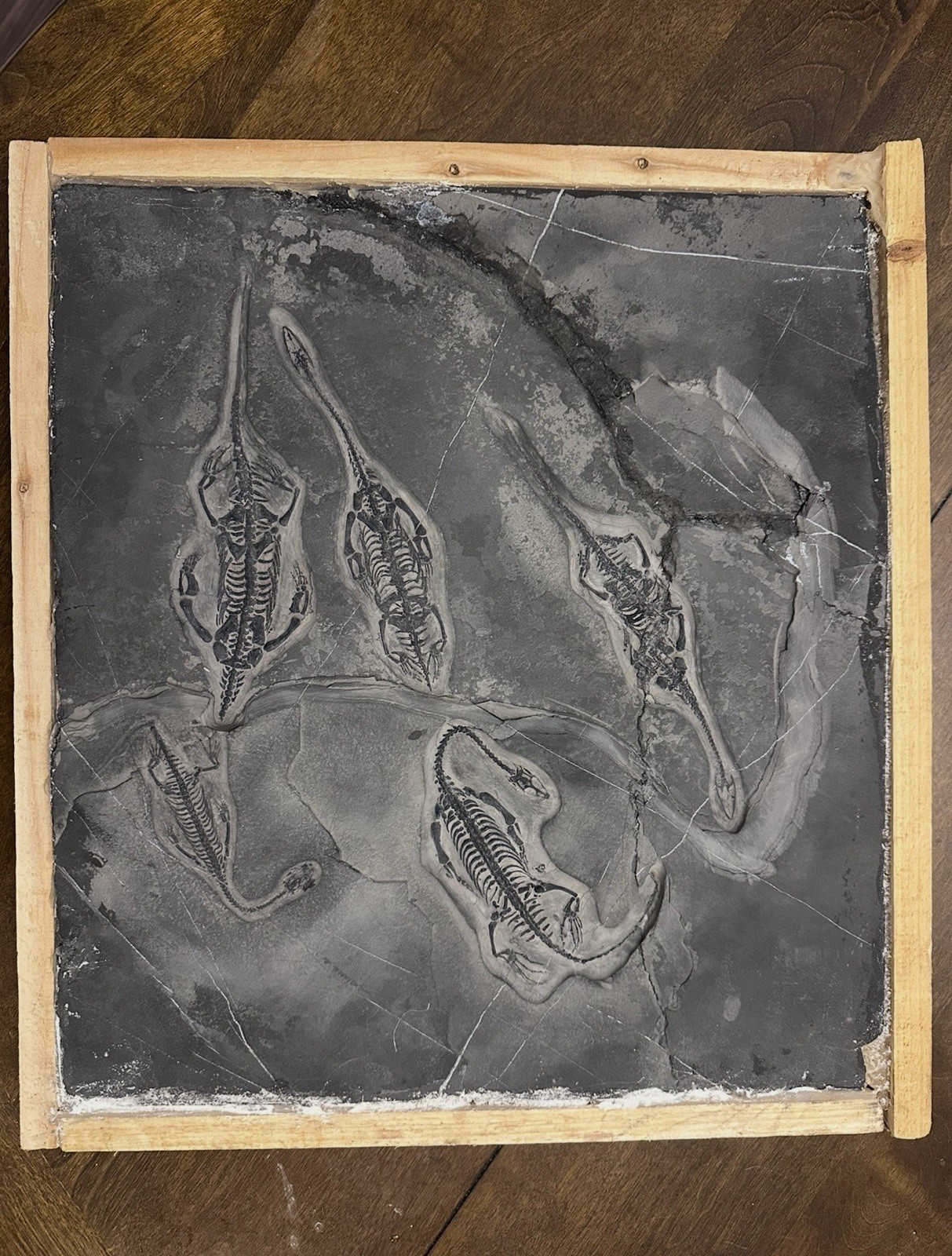 Super Rare Multi Plate Keichousaurus Fossil - 5 Keichousaurus Reptile Fossil Super Rare Multi Plate Keichousaurus Fossil - 5 Keichousaurus Reptile Fossil