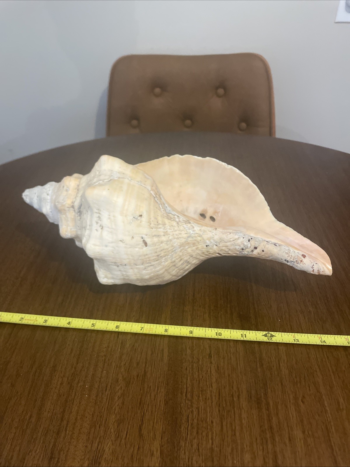 Very Large Conk Shell Sea Ocean Shell Large Size Decor Home Beach Nautical