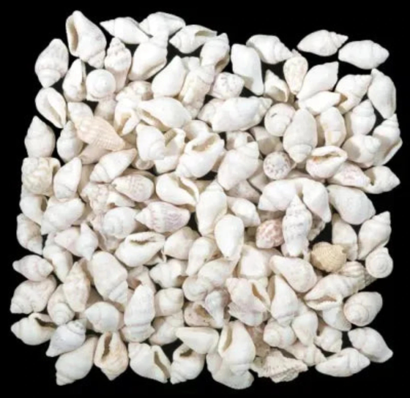 White Nassa Shells - 1/4\