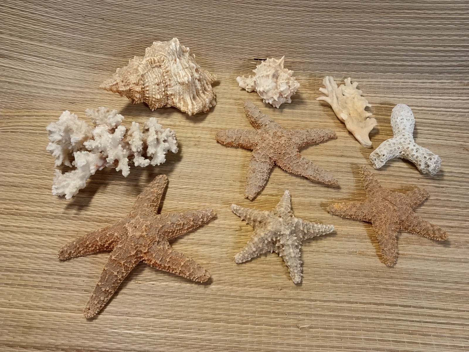 Starfish Fossils Lot 4-7 Inches With 2 Frog Shells 4-7 Inches Coral Tree Fossil 
