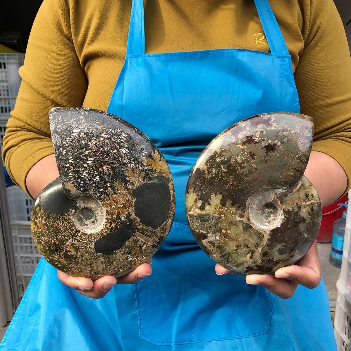 2pc 3.56LB Rare Natural Tentacle Ammonite Specimen Healing Madagascar