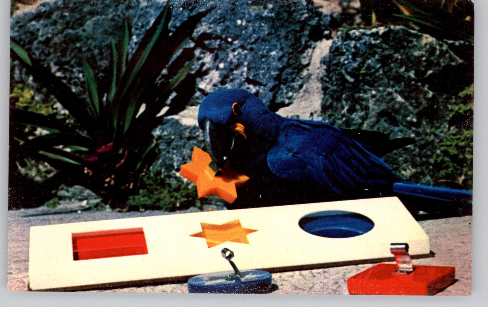 Blue Macaw Using Psychologist\'s Form Board Postcard 20th Century