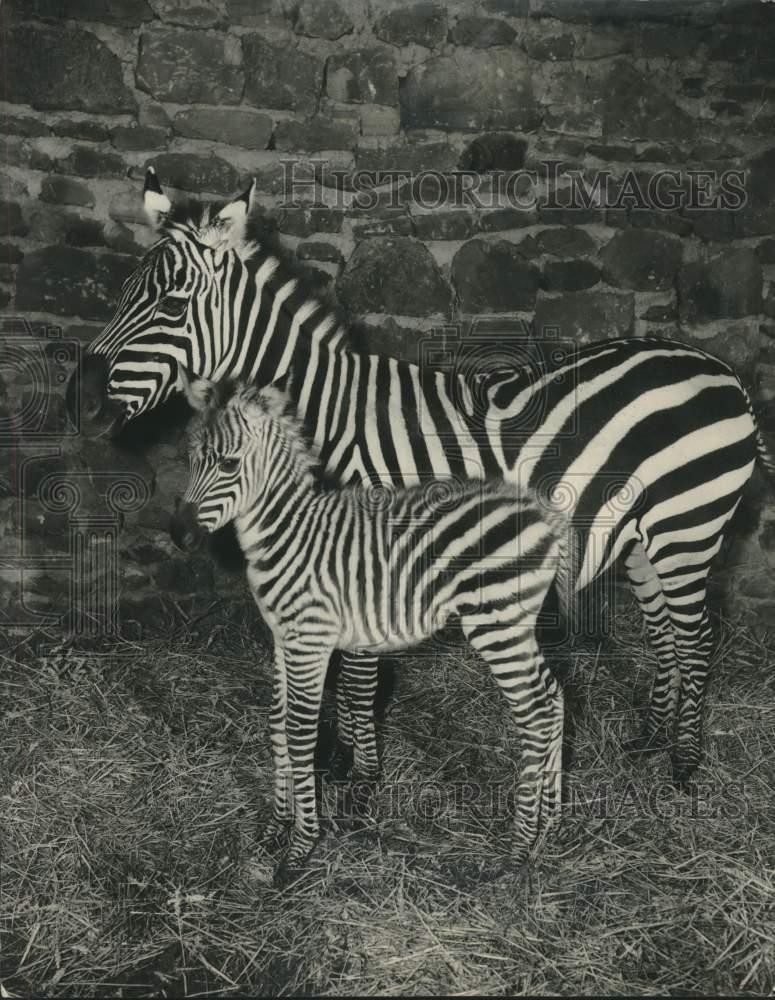 1957 Press Photo Chester, England Zoo\'s 3 Week Old Foal And Mama Zebra \ 1957 Press Photo Chester, England Zoo\'s 3 Week Old Foal And Mama Zebra \
