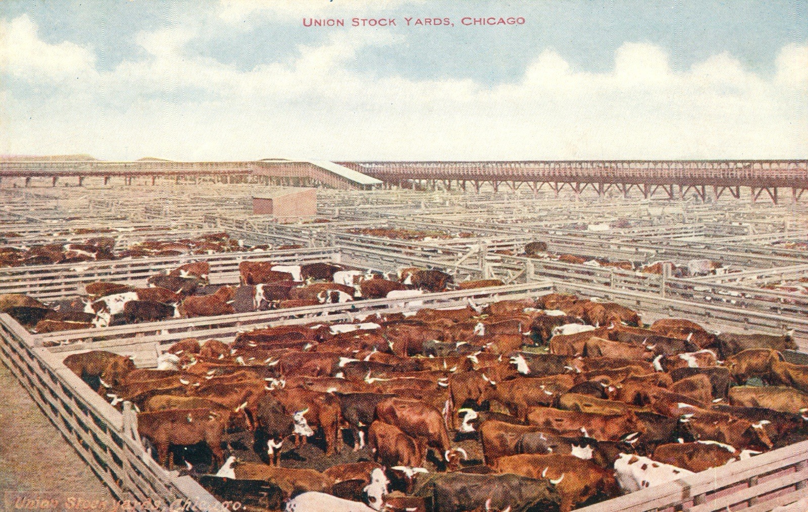 Illinois Postcard Antique 1918 Union Stock Yards, Chicago, Cattle Pens  N