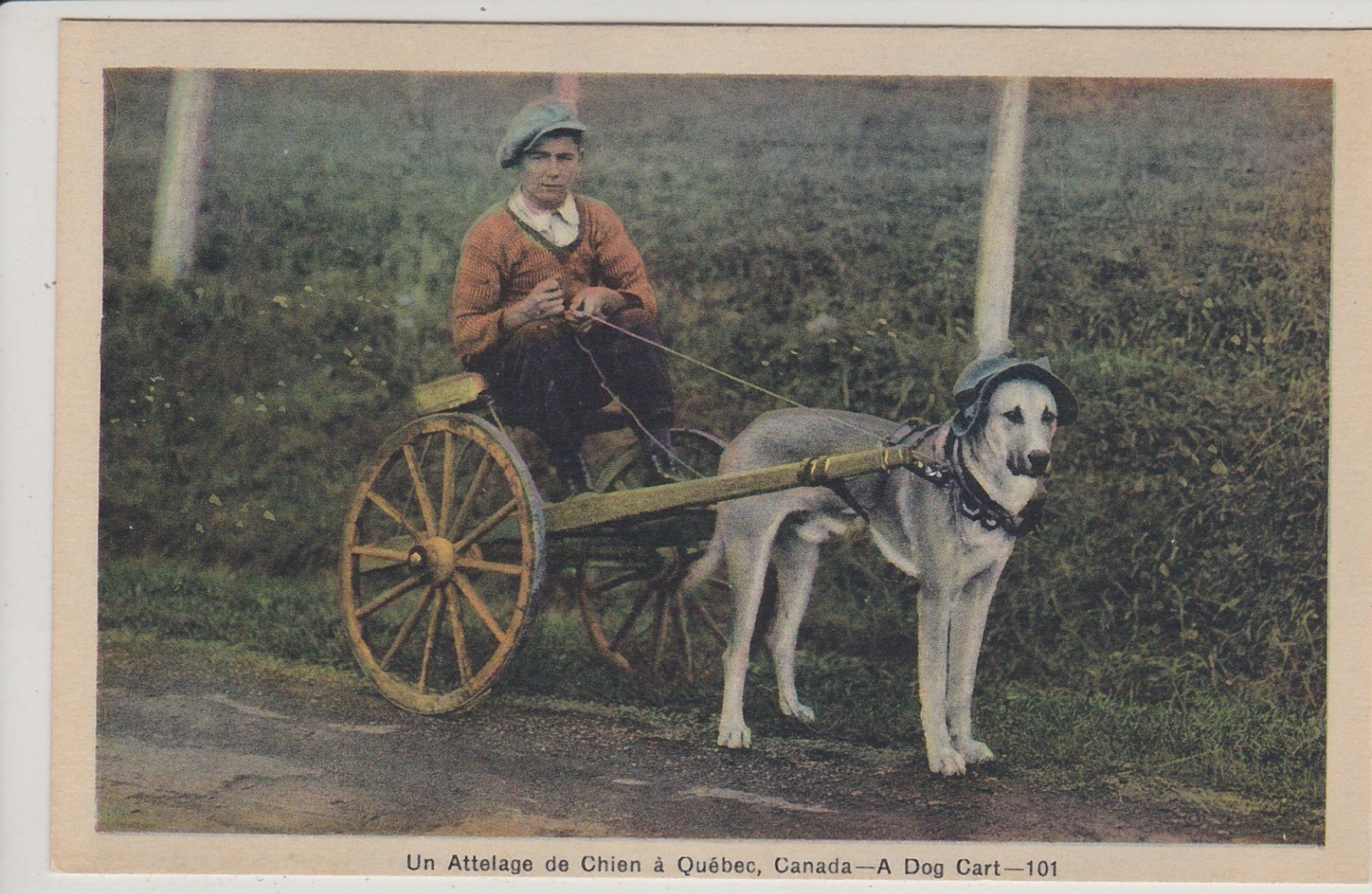 Quebec, Canada. A Dog Cart. Vintage Postcard