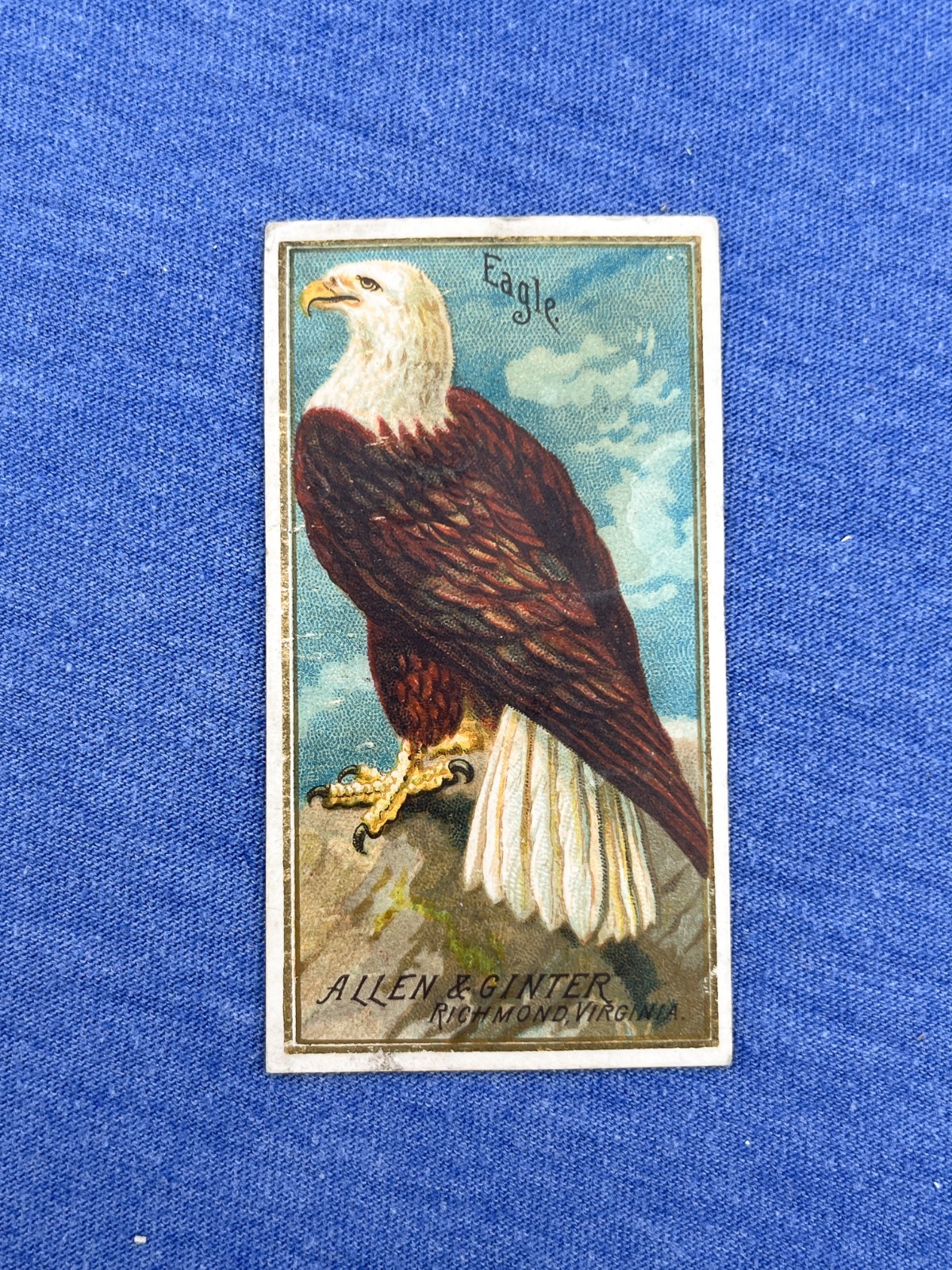 BALD EAGLE 1888 N4 Allen & Ginter Birds of America