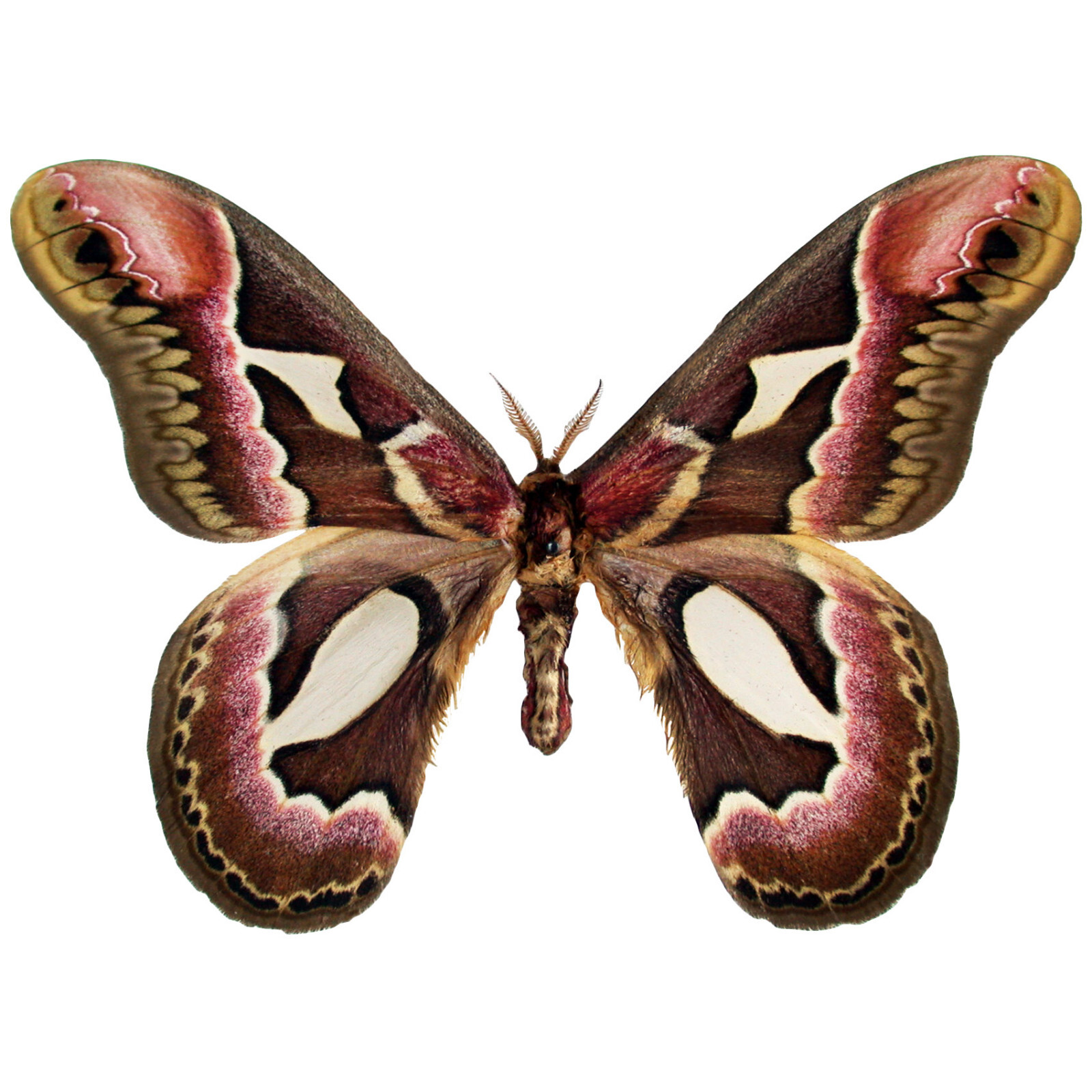 Rothschildia jacobaeae pink red saturn moth Argentina UNMOUNTED/WINGS CLOSED Rothschildia jacobaeae pink red saturn moth Argentina UNMOUNTED/WINGS CLOSED